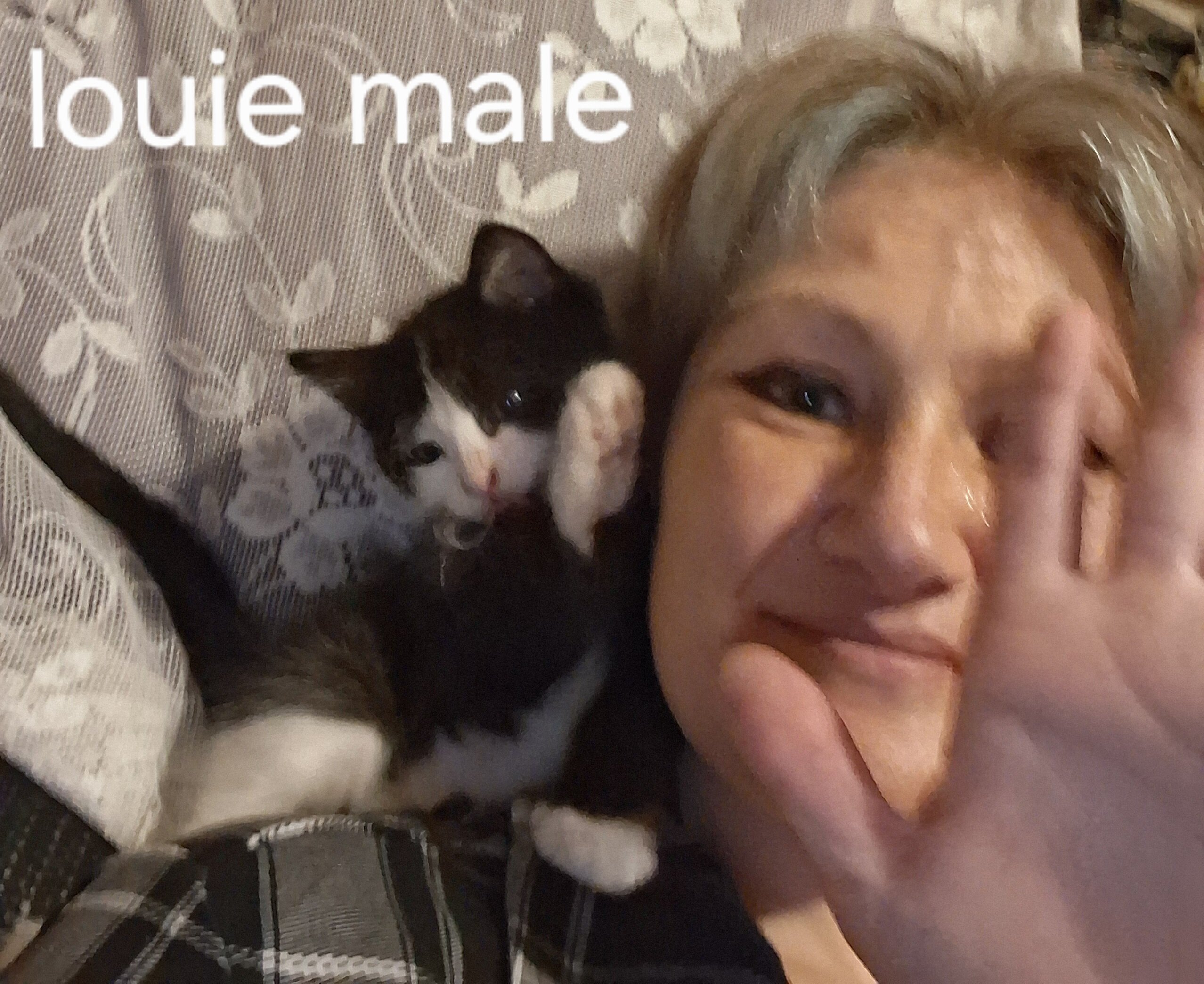 Kittens with owners manuals image 2