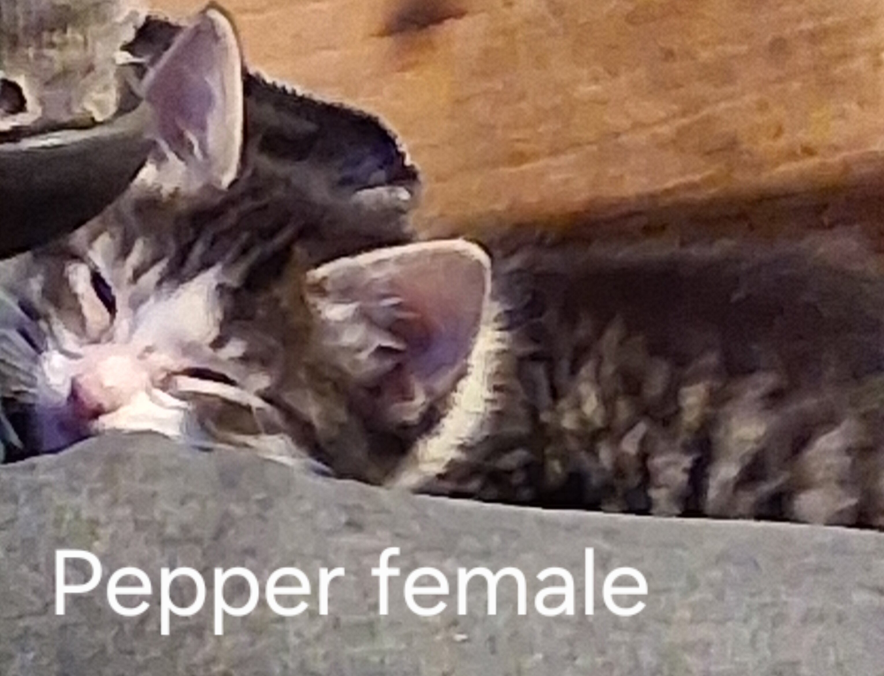 Kittens with owners manuals image 5