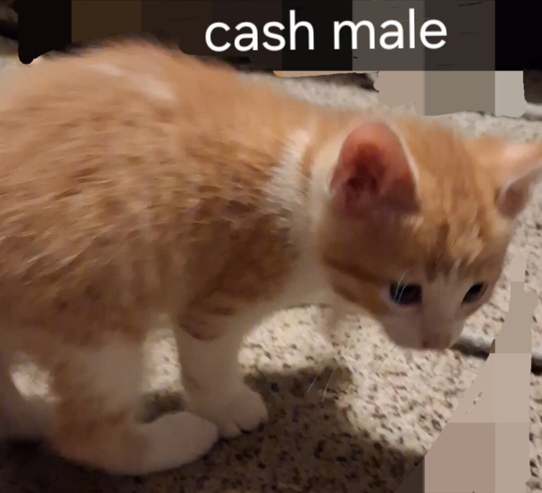 Kittens with owners manuals image 7