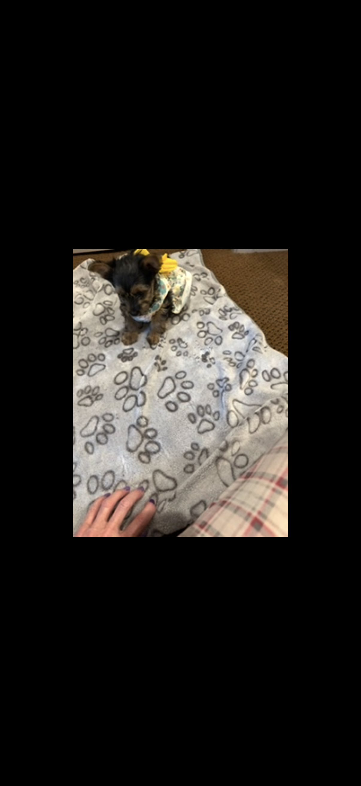 Female Yorkie puppies image 1