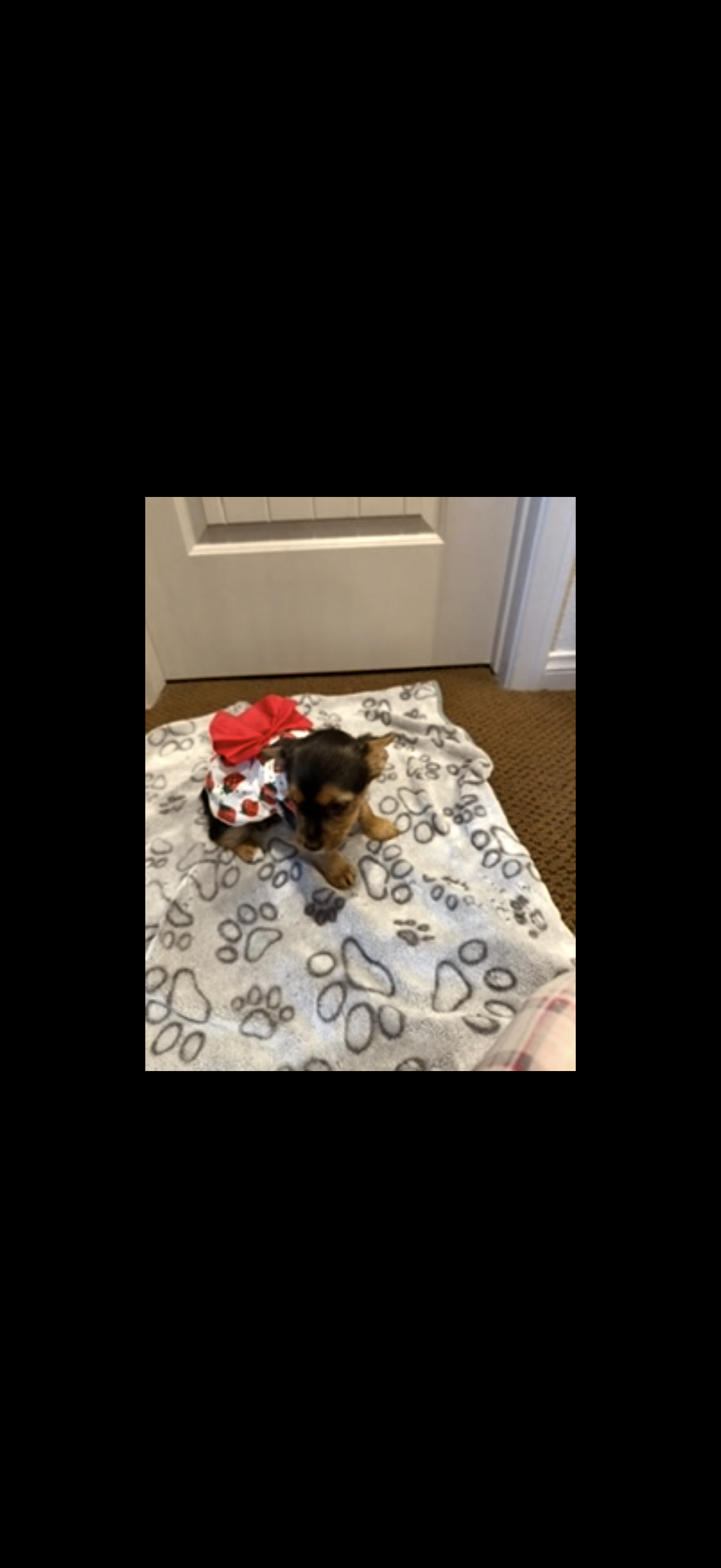 Female Yorkie puppies image 3
