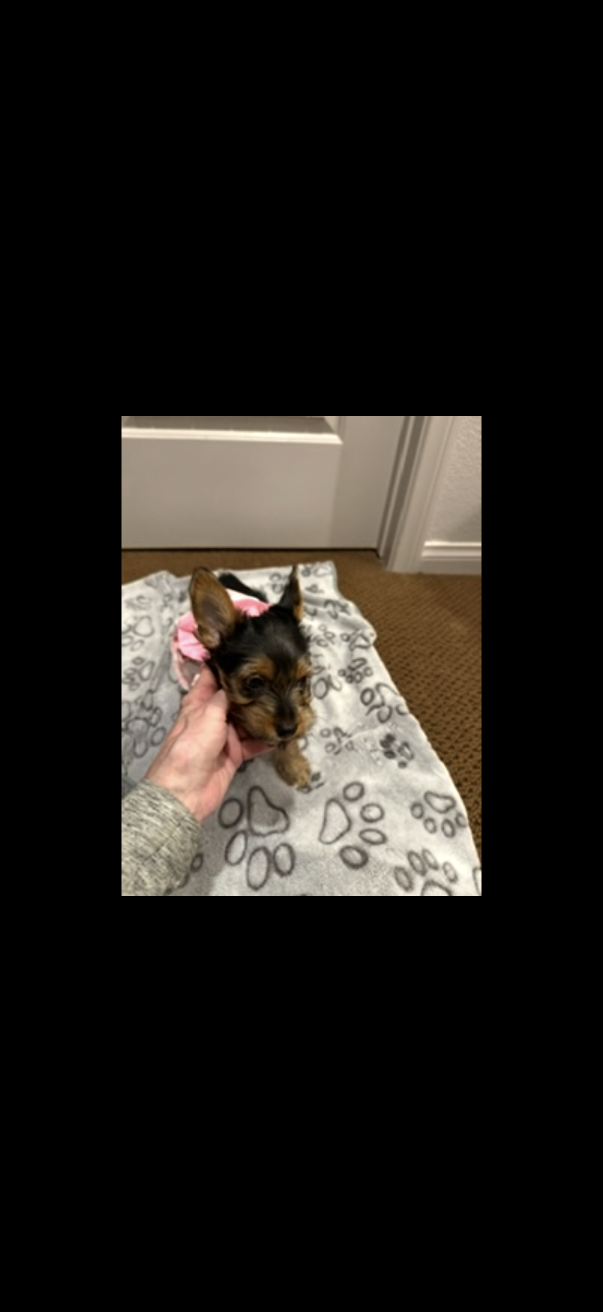 Female Yorkie puppies image 7