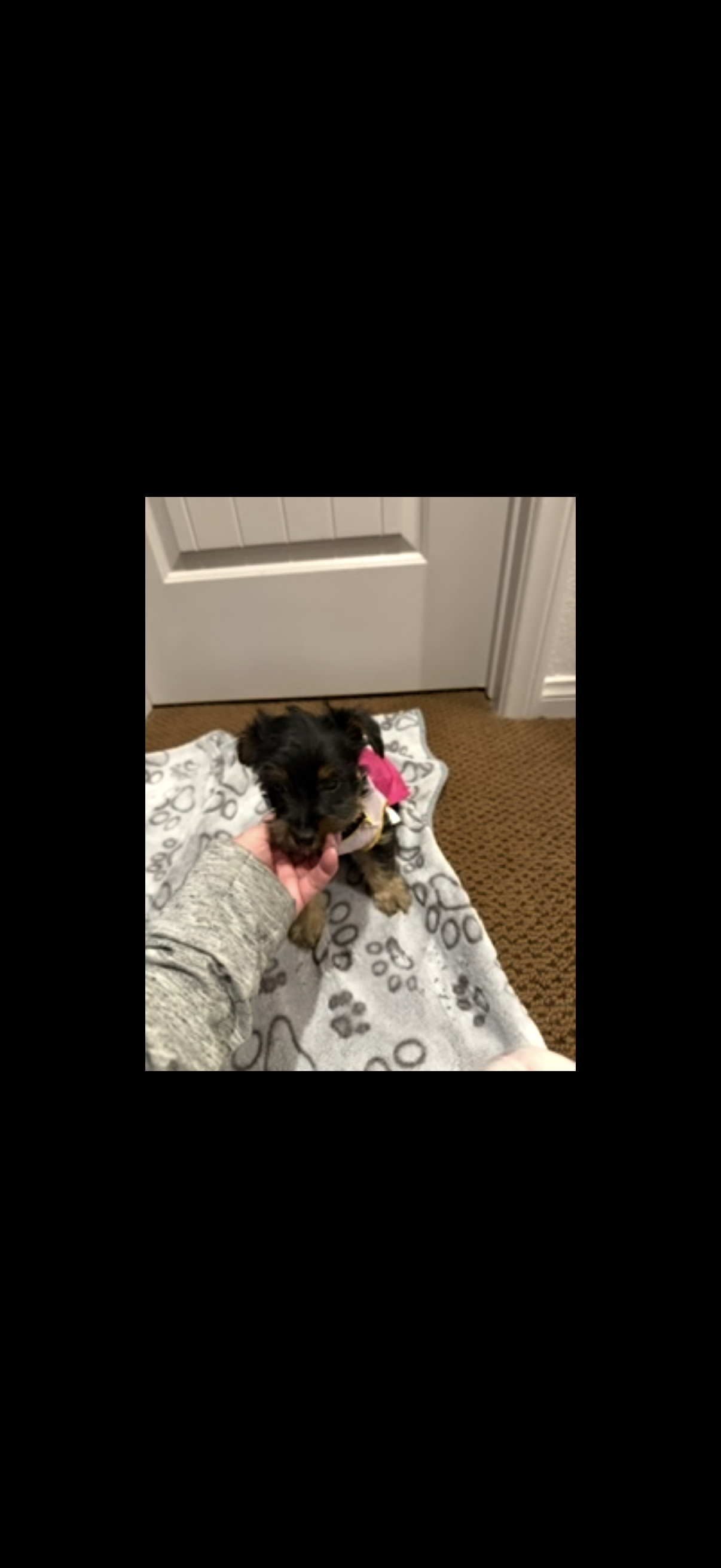 Female Yorkie puppies image 9