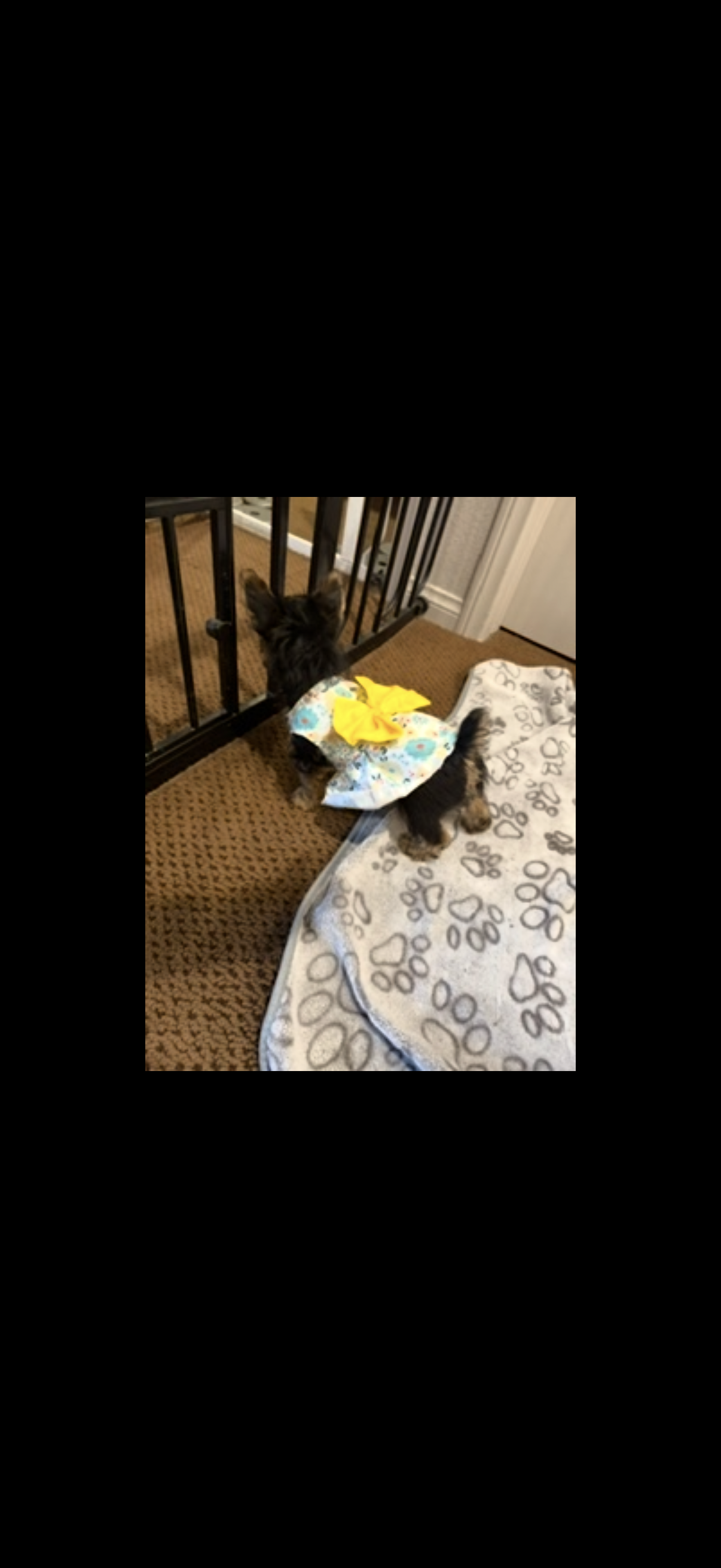 Yorkie female puppies image 8