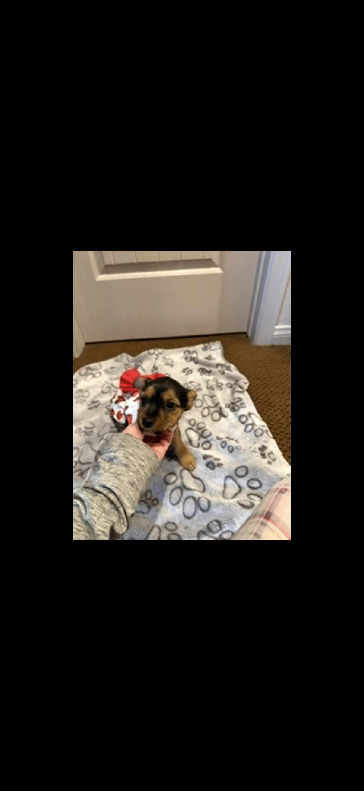 Yorkie female puppies image 6