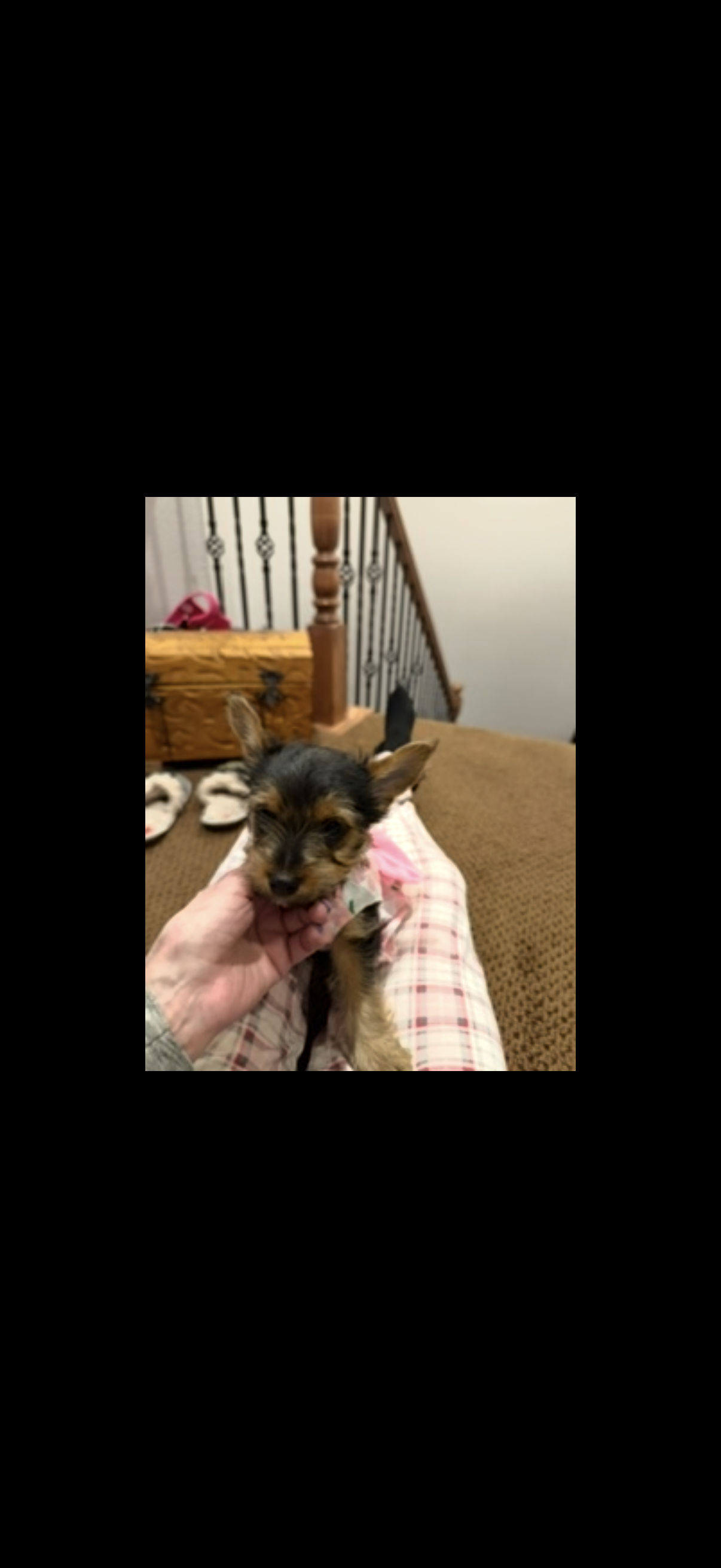 Yorkie female puppies image 5