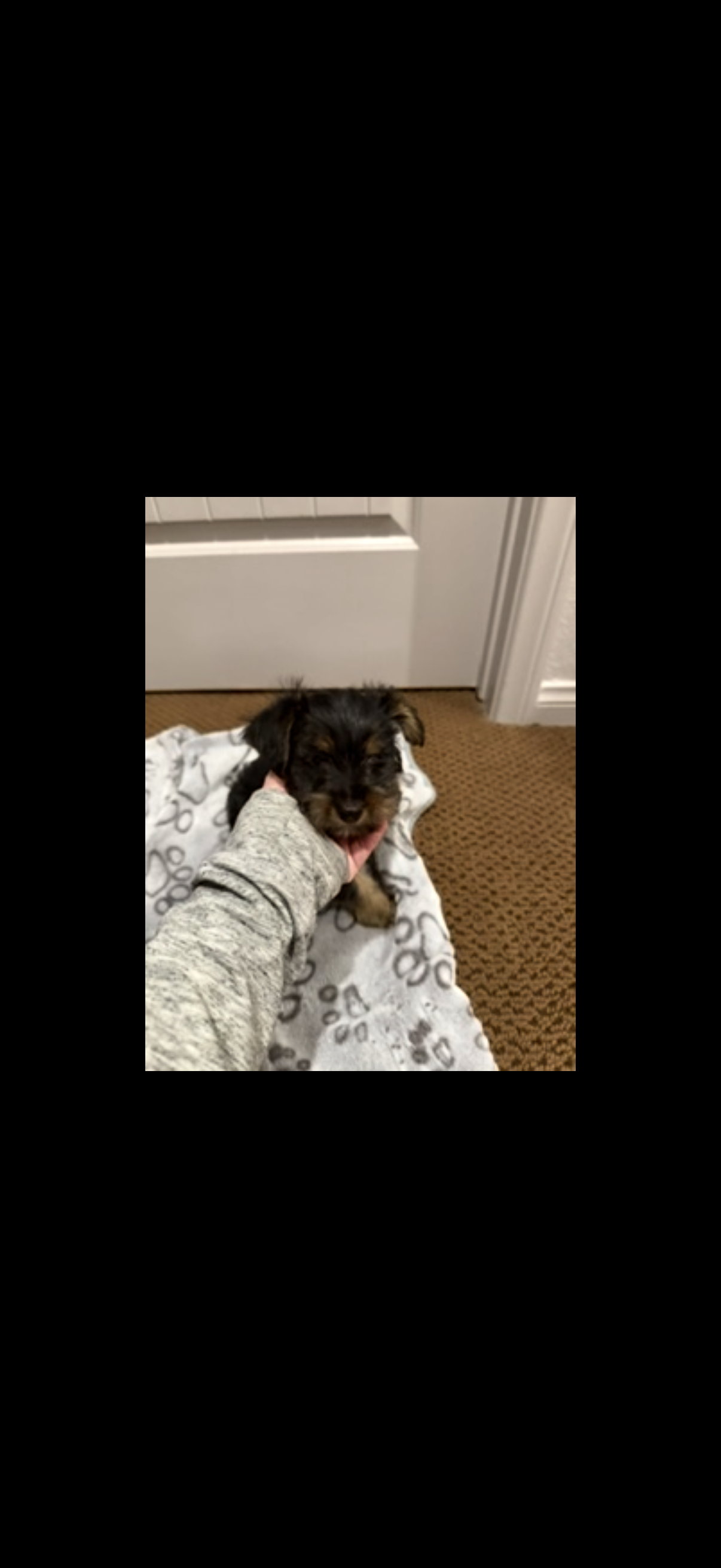 Yorkie female puppies image 2