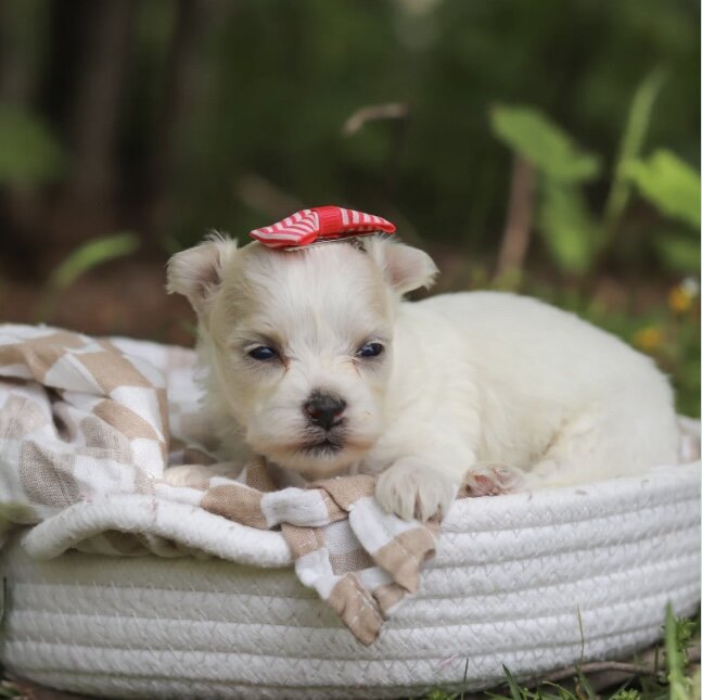 Adorable Maltese for a new home image 1