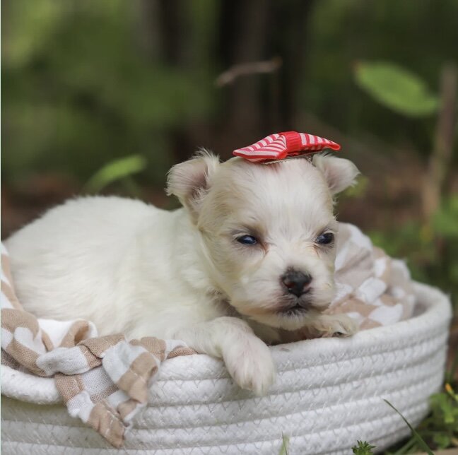 Adorable Maltese for a new home image 2