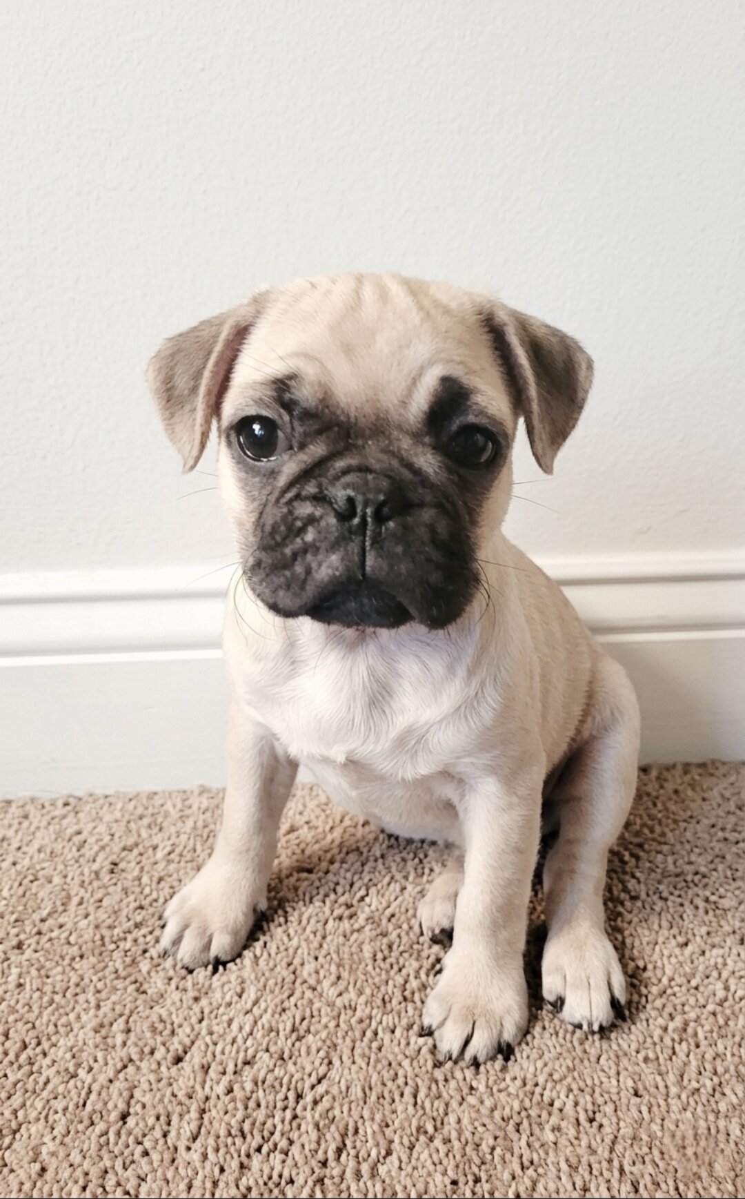 Pug Puppy image 1