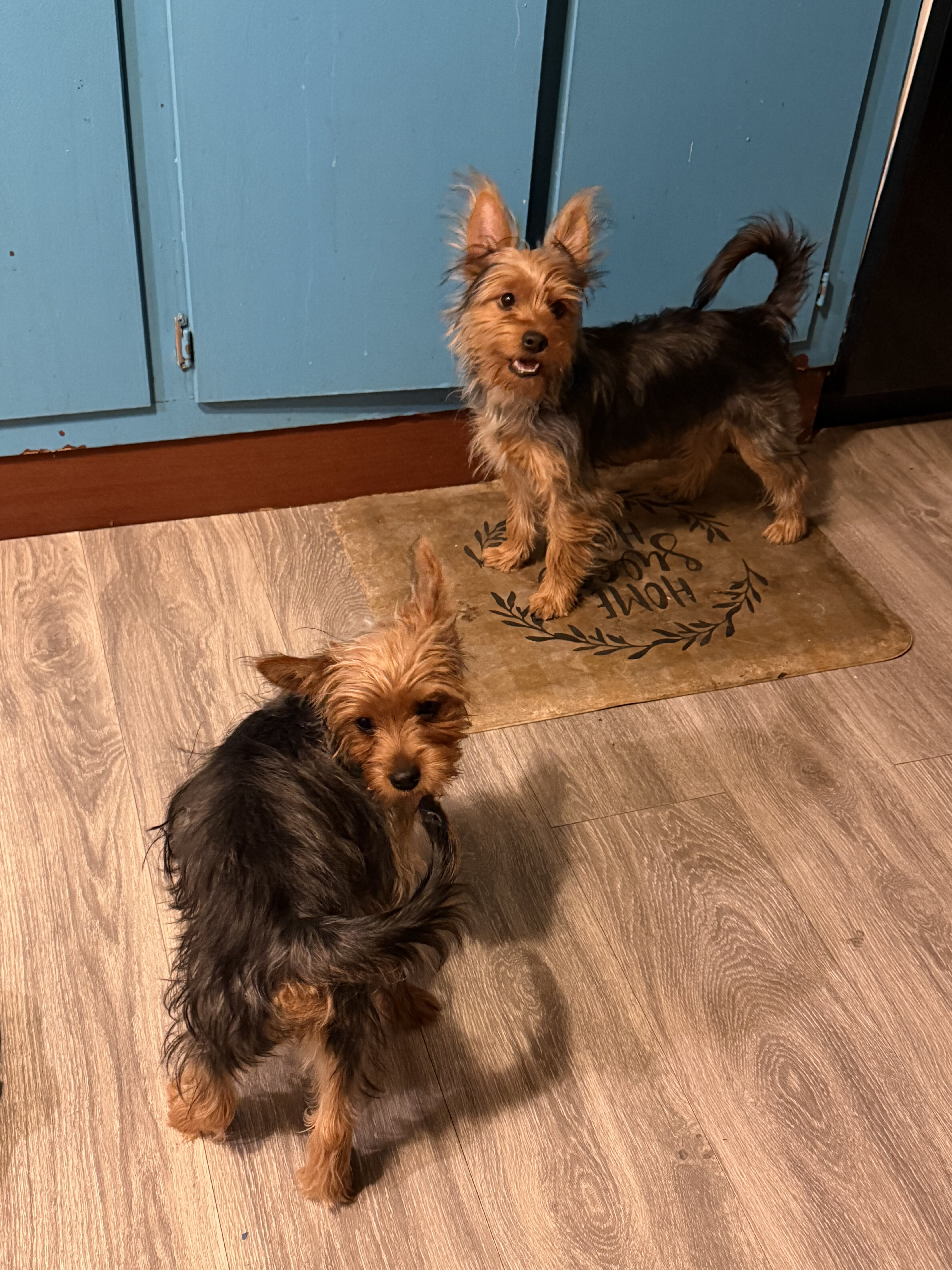 Male Yorkshire Terrier Pup image 1