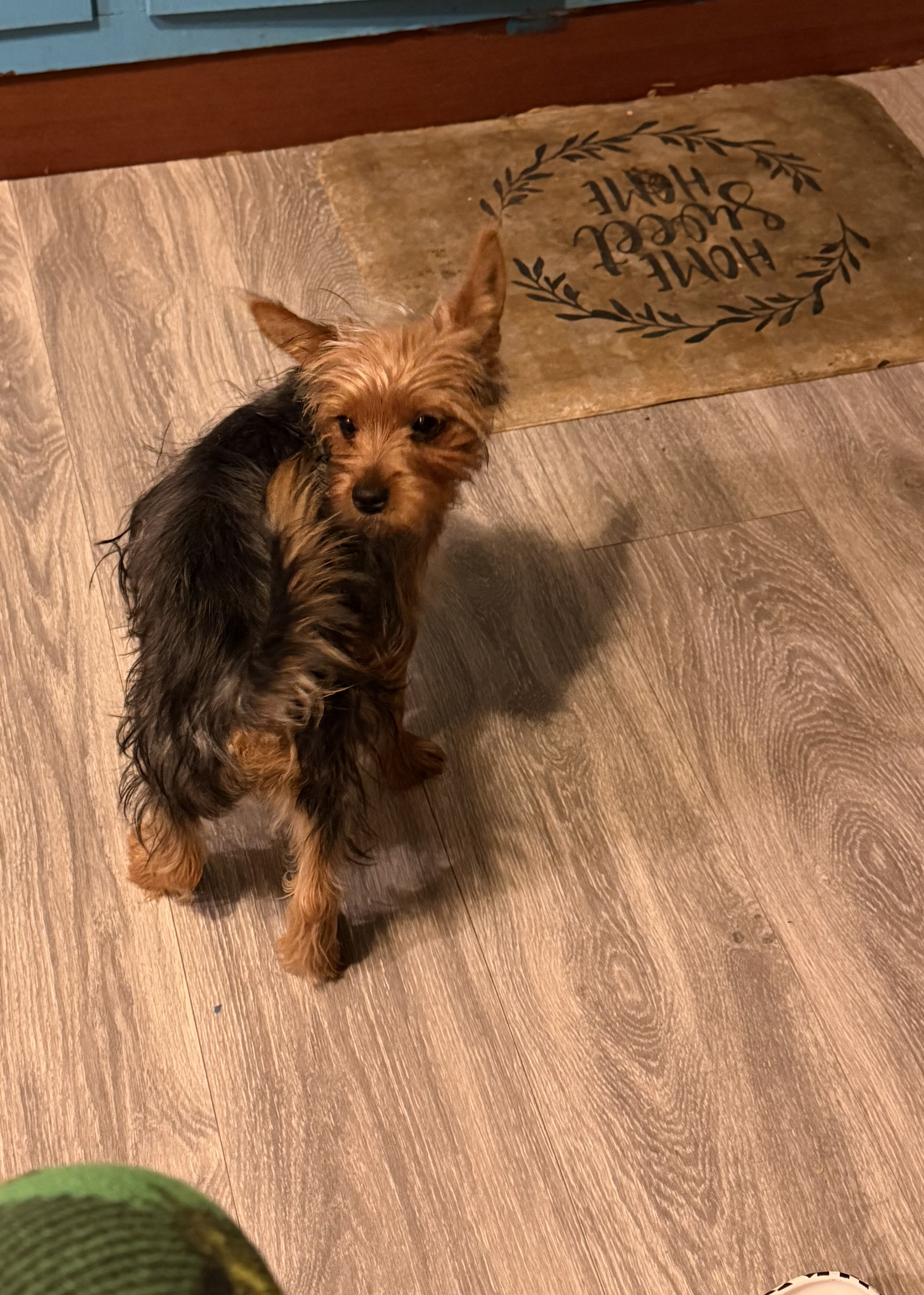 Male Yorkshire Terrier Pup image 2