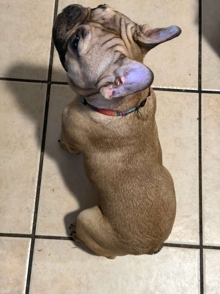 French bulldog image 2