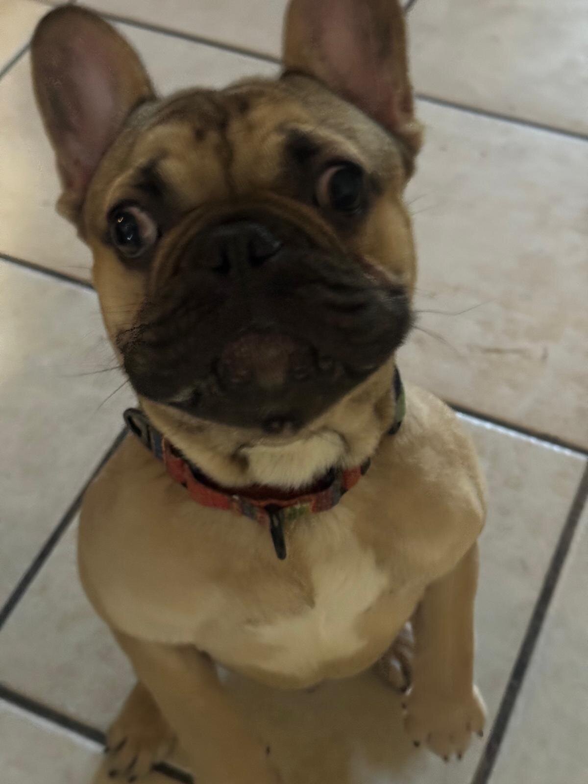 French bulldog image 1