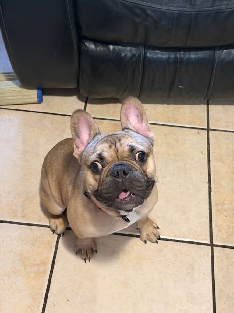 French bulldog image 3