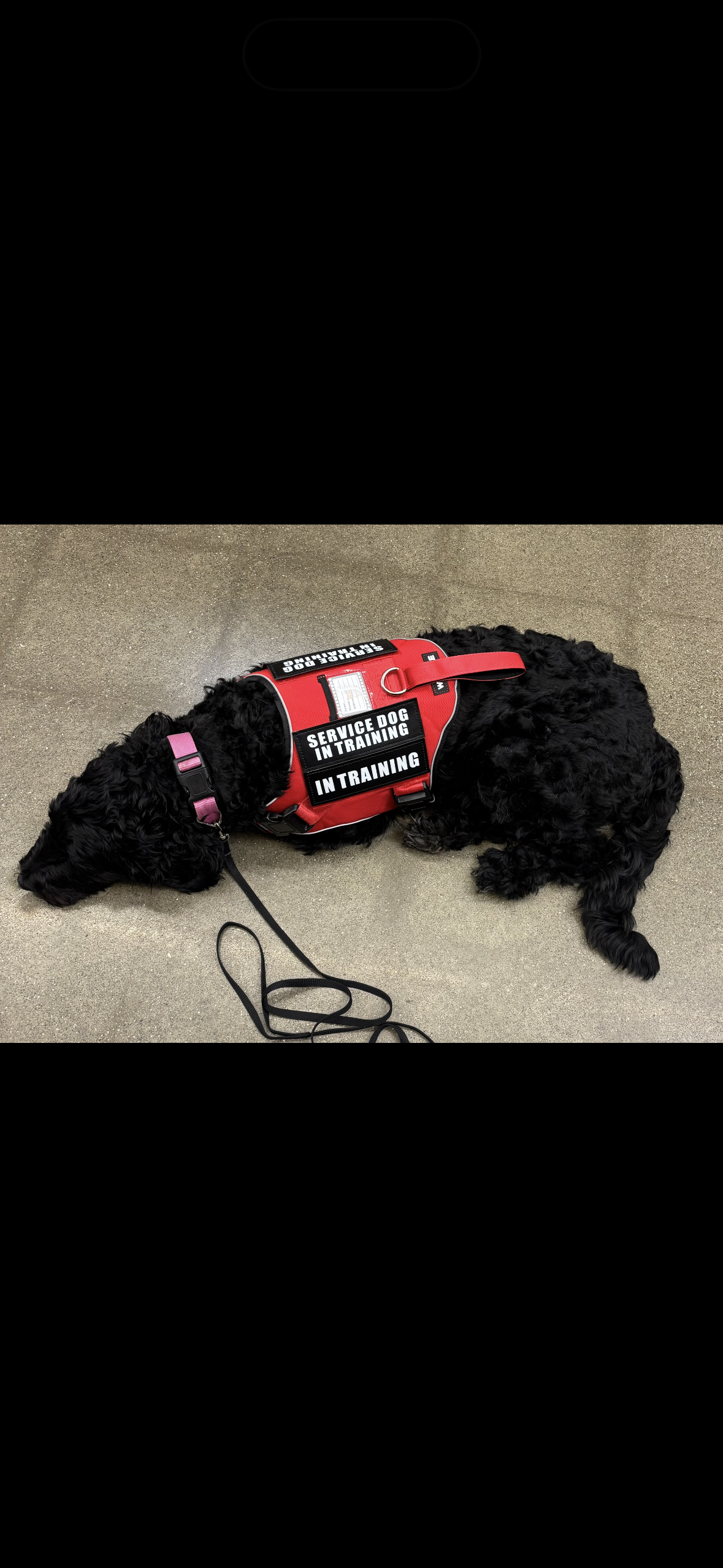 2 year old labradoodle image 1