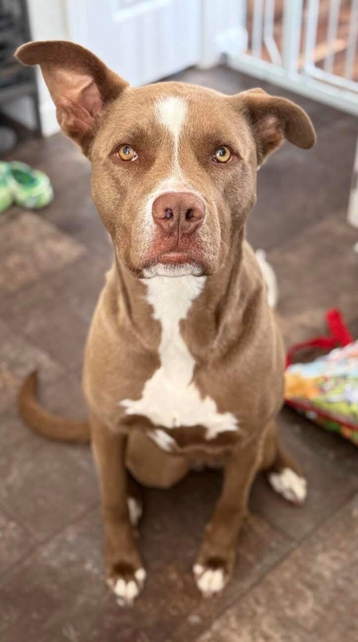 3 yr old Male Dog (neutered) image 1