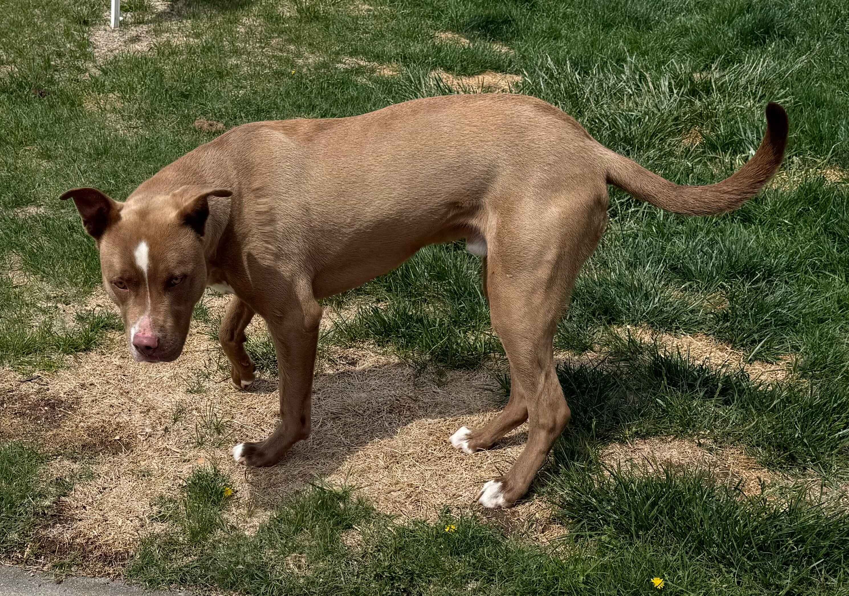 3 yr old Male Dog (neutered) image 3