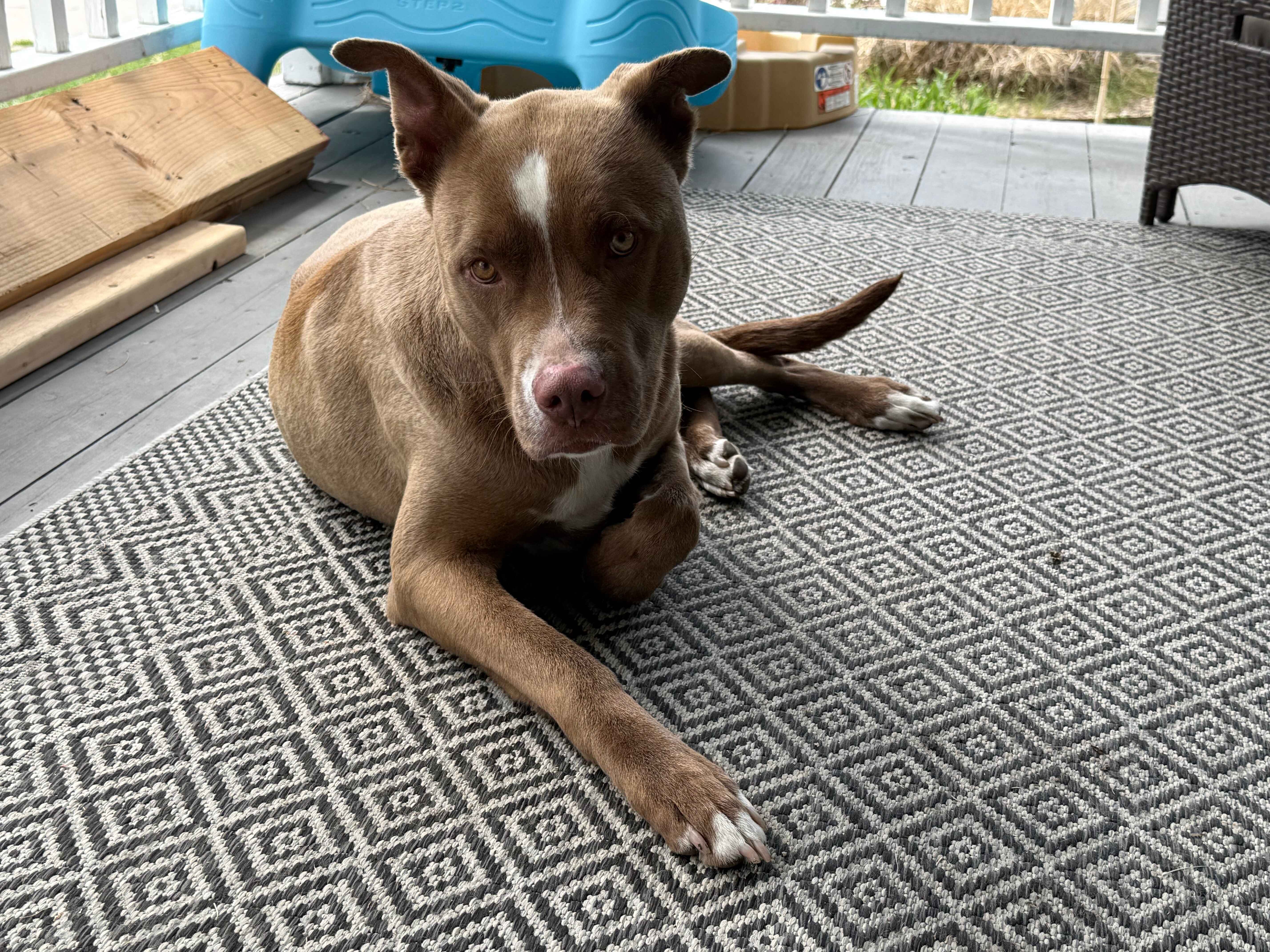 3 yr old Male Dog (neutered) image 4