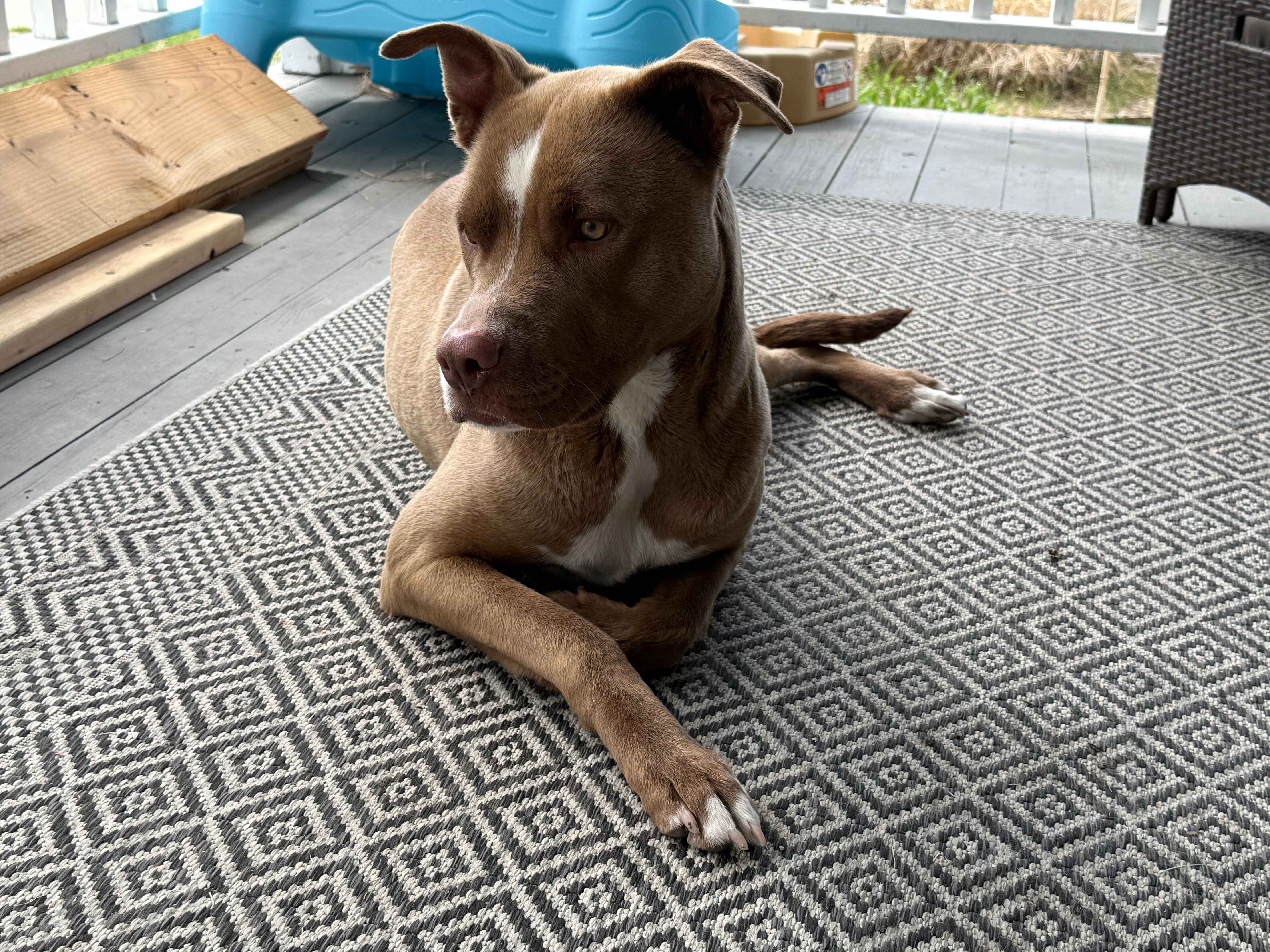 3 yr old Male Dog (neutered) image 2