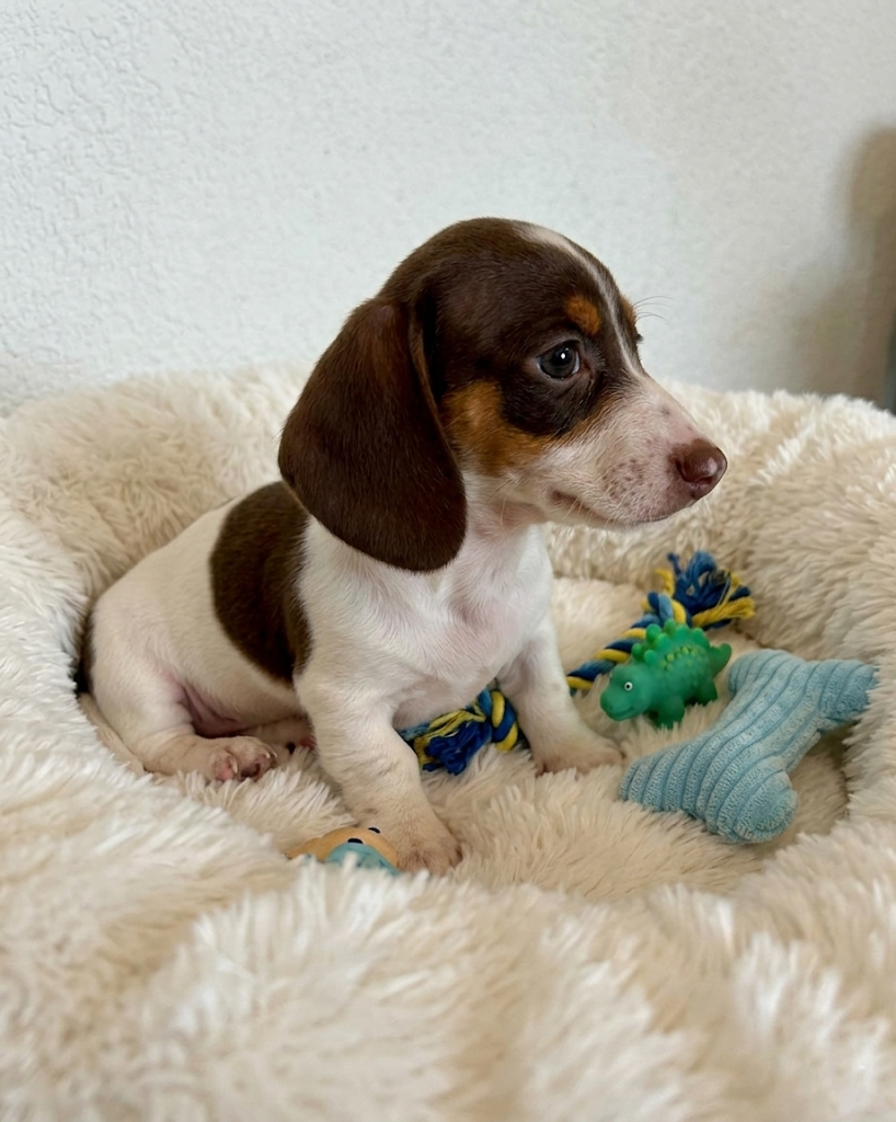 Dachshund puppies image 2