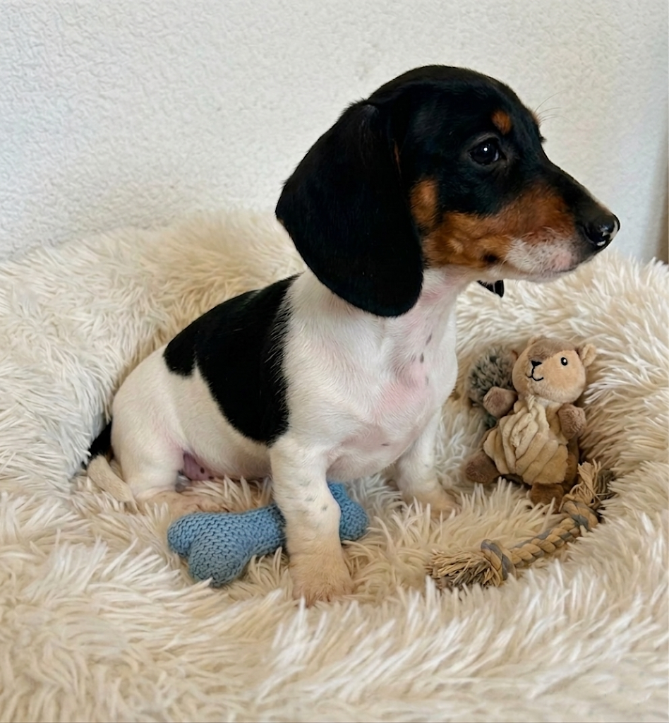 Dachshund puppies image 1