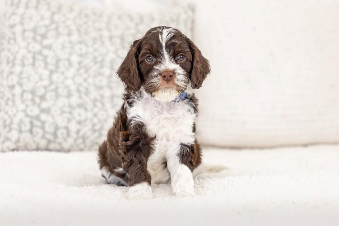 Cavapoo Puppies Available for New Homes image 1