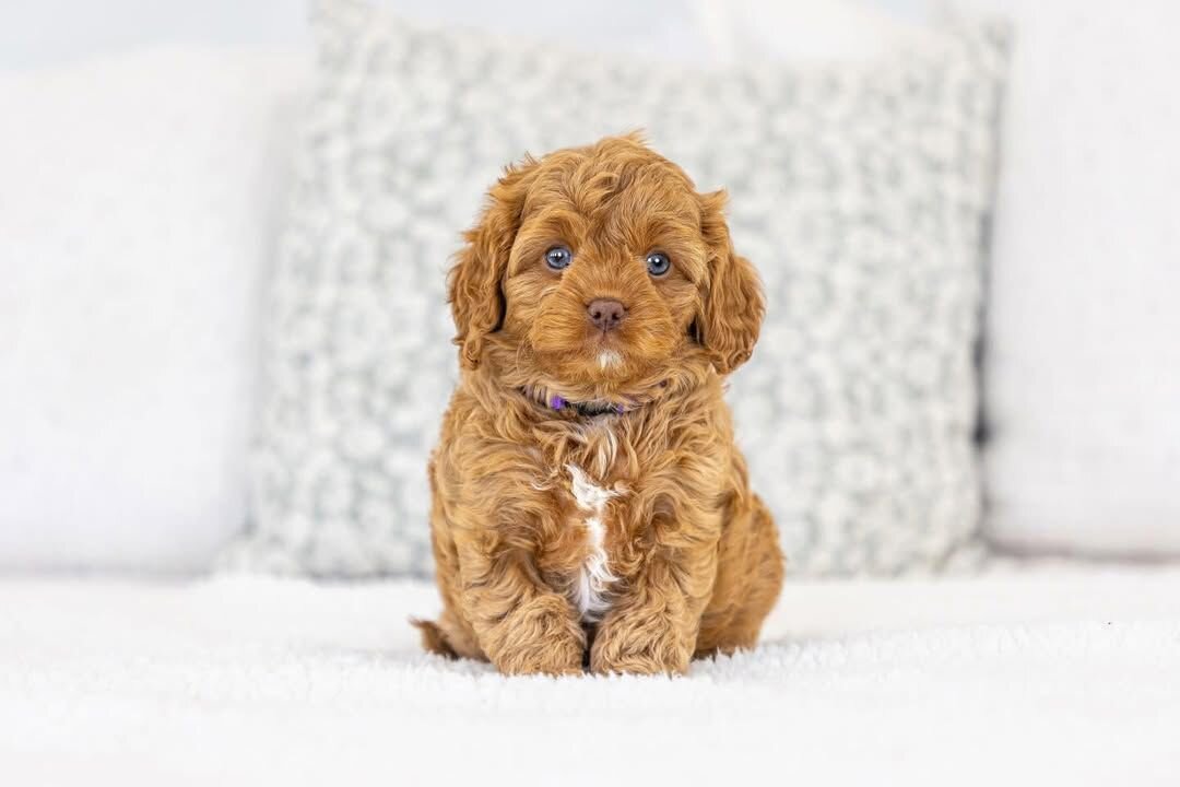Cavapoo Puppies Available for New Homes image 3