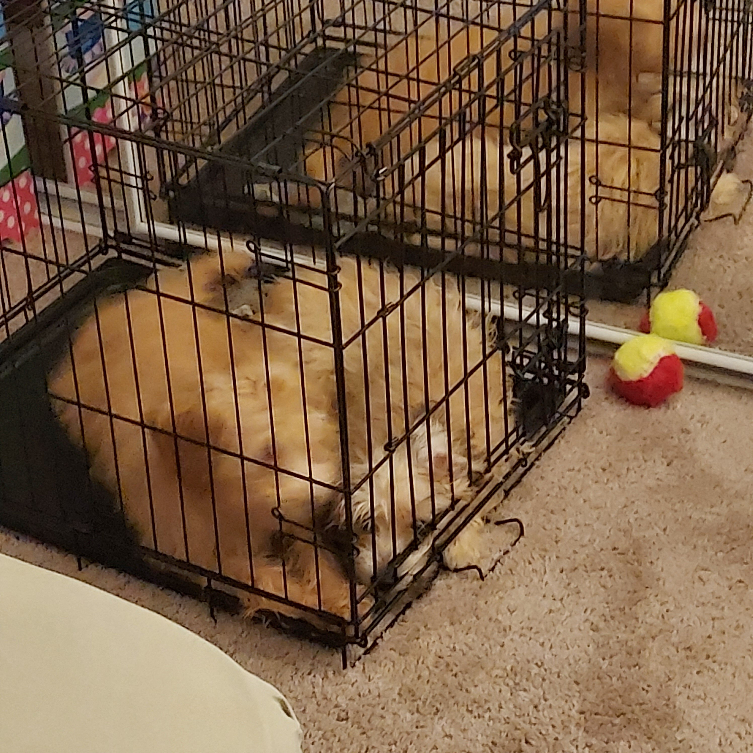 Puppies image 4