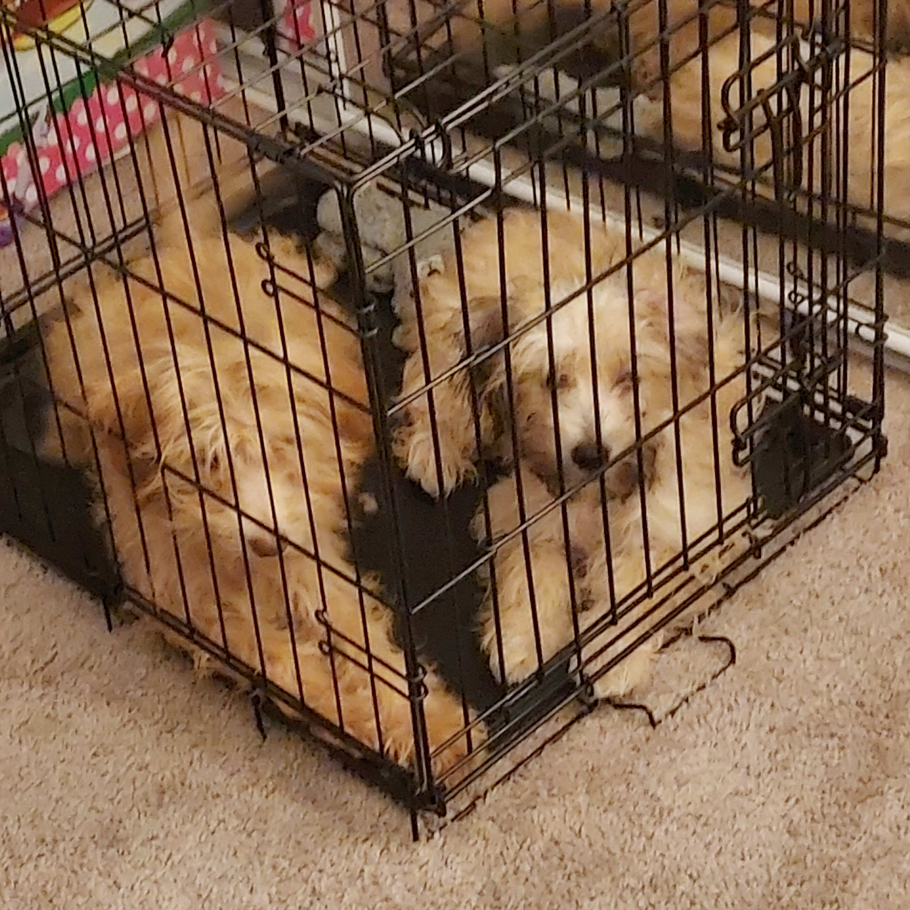 Puppies image 3