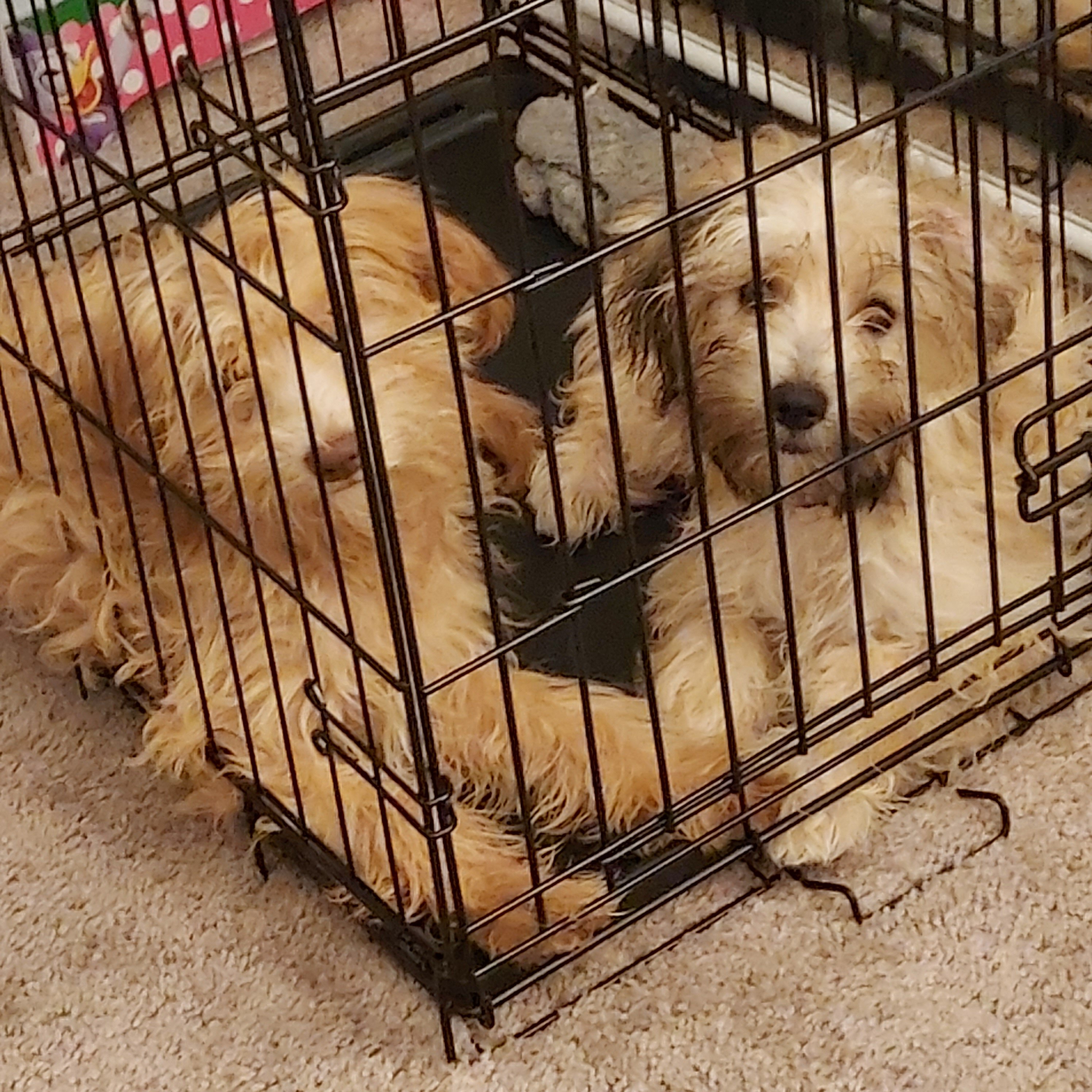 Puppies image 1