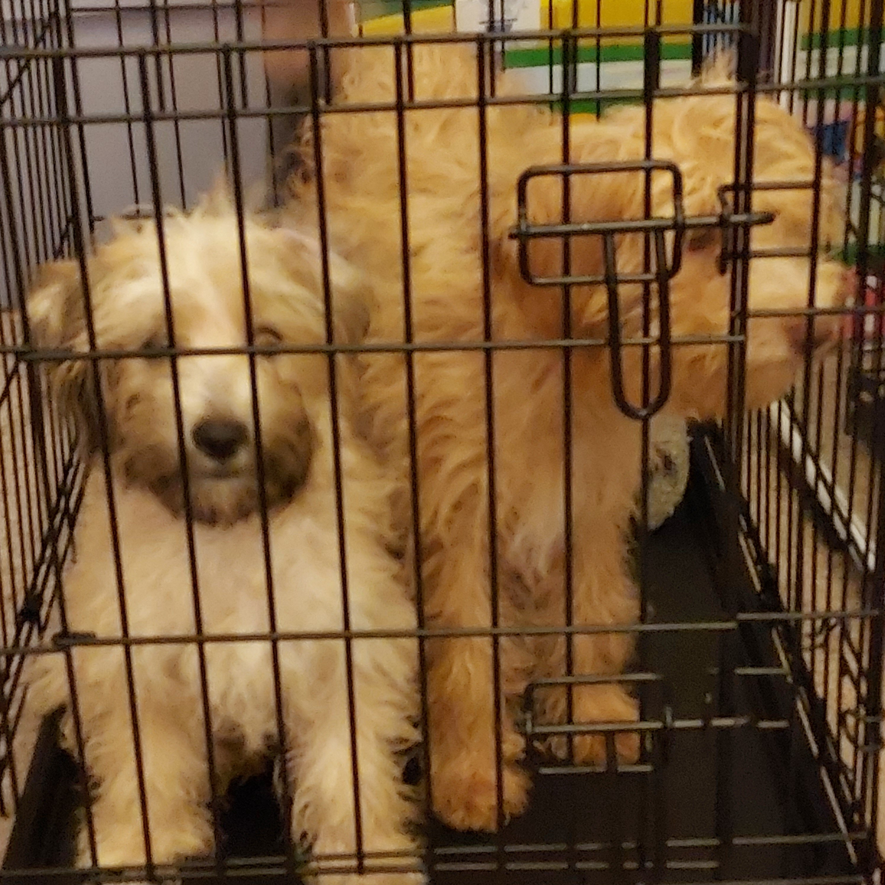 Puppies image 2