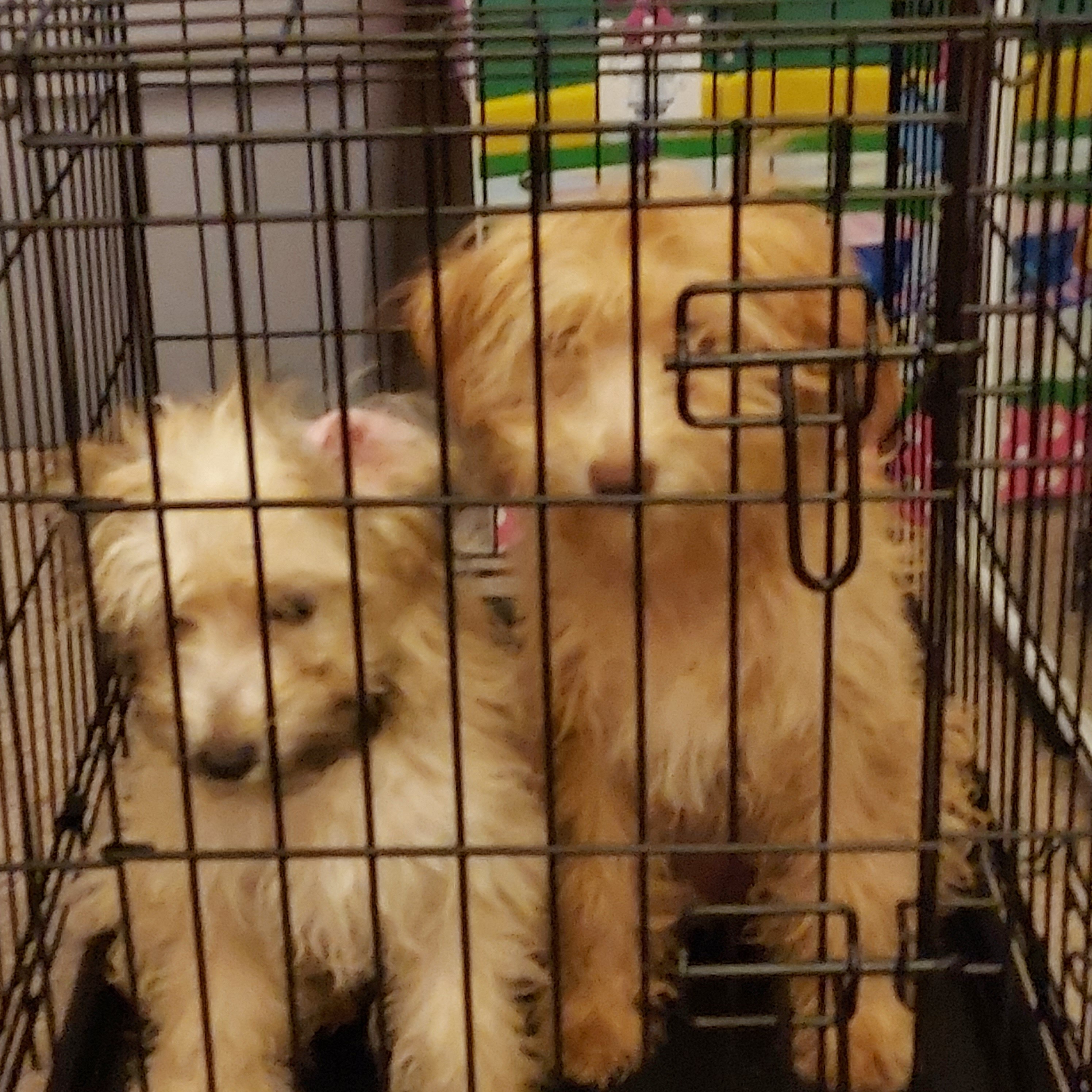 Puppies image 5