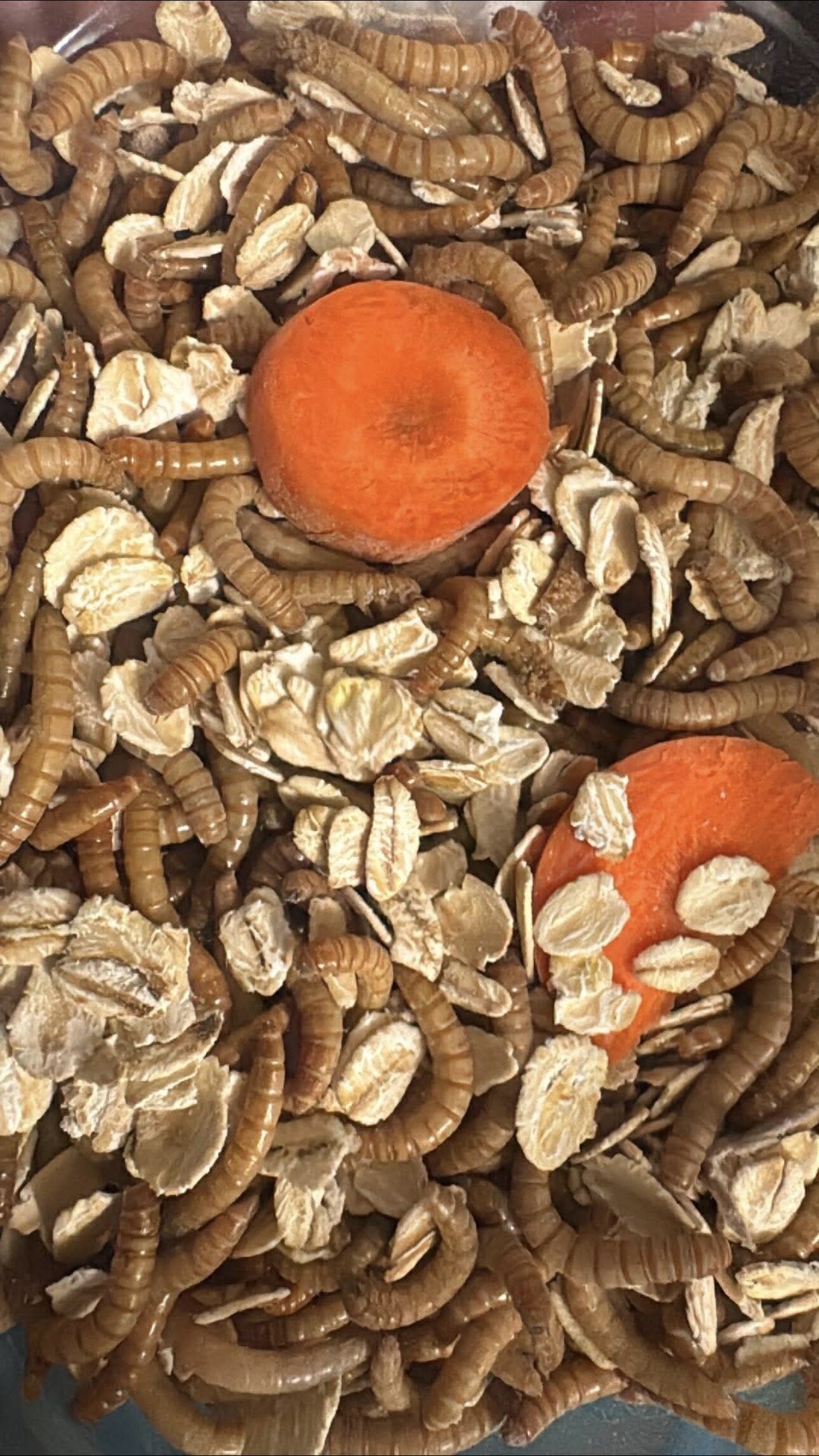 Mealworms image 1