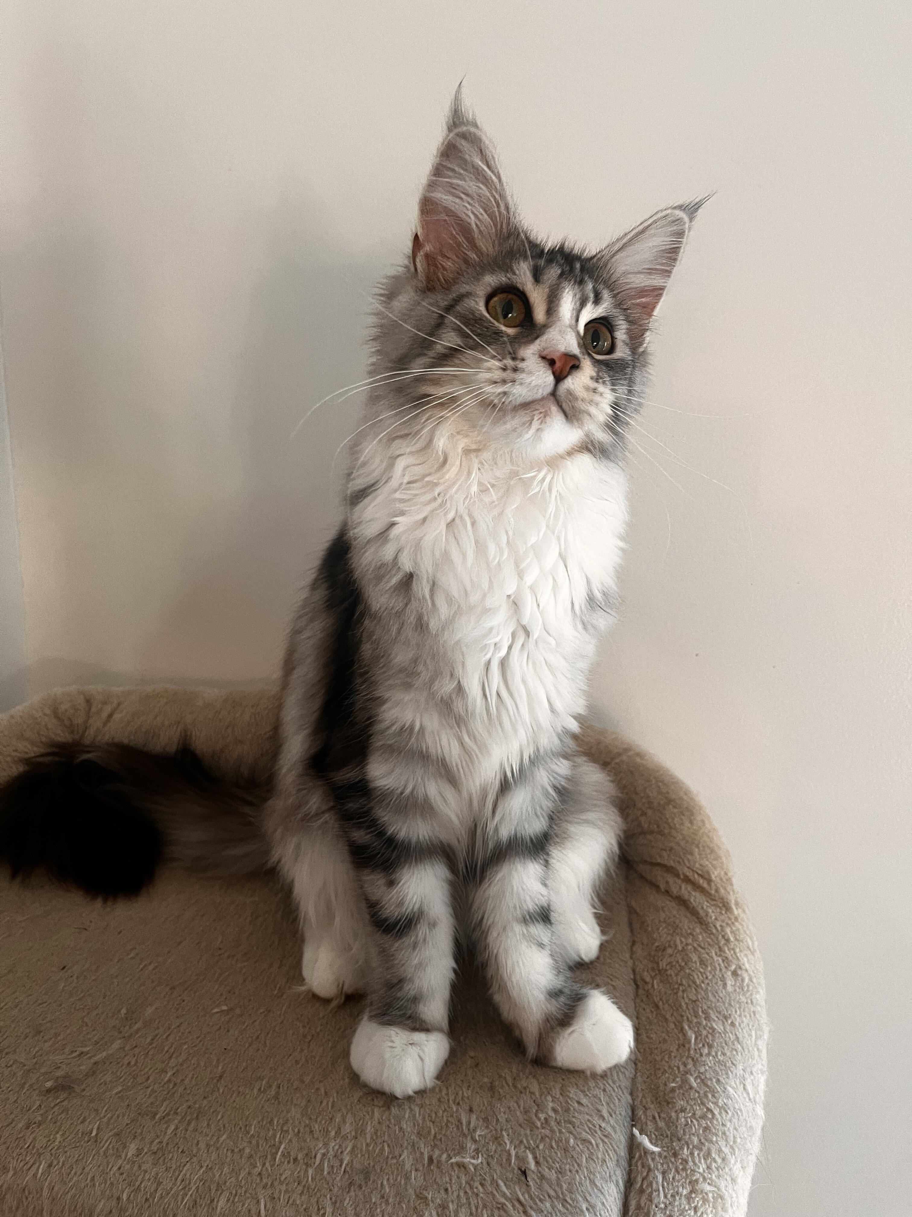 Maine coon female young cat image 4