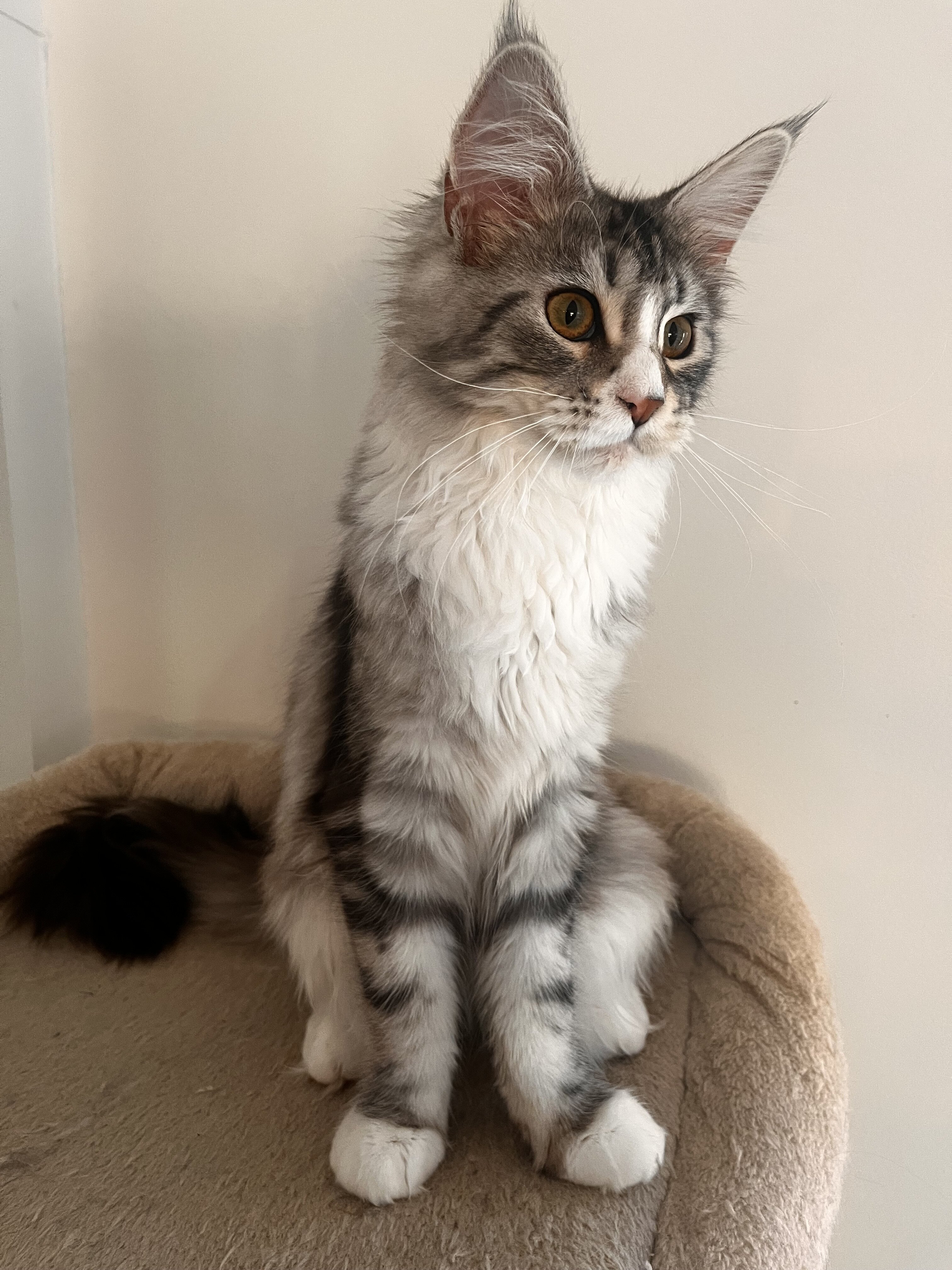 Maine coon female young cat image 3