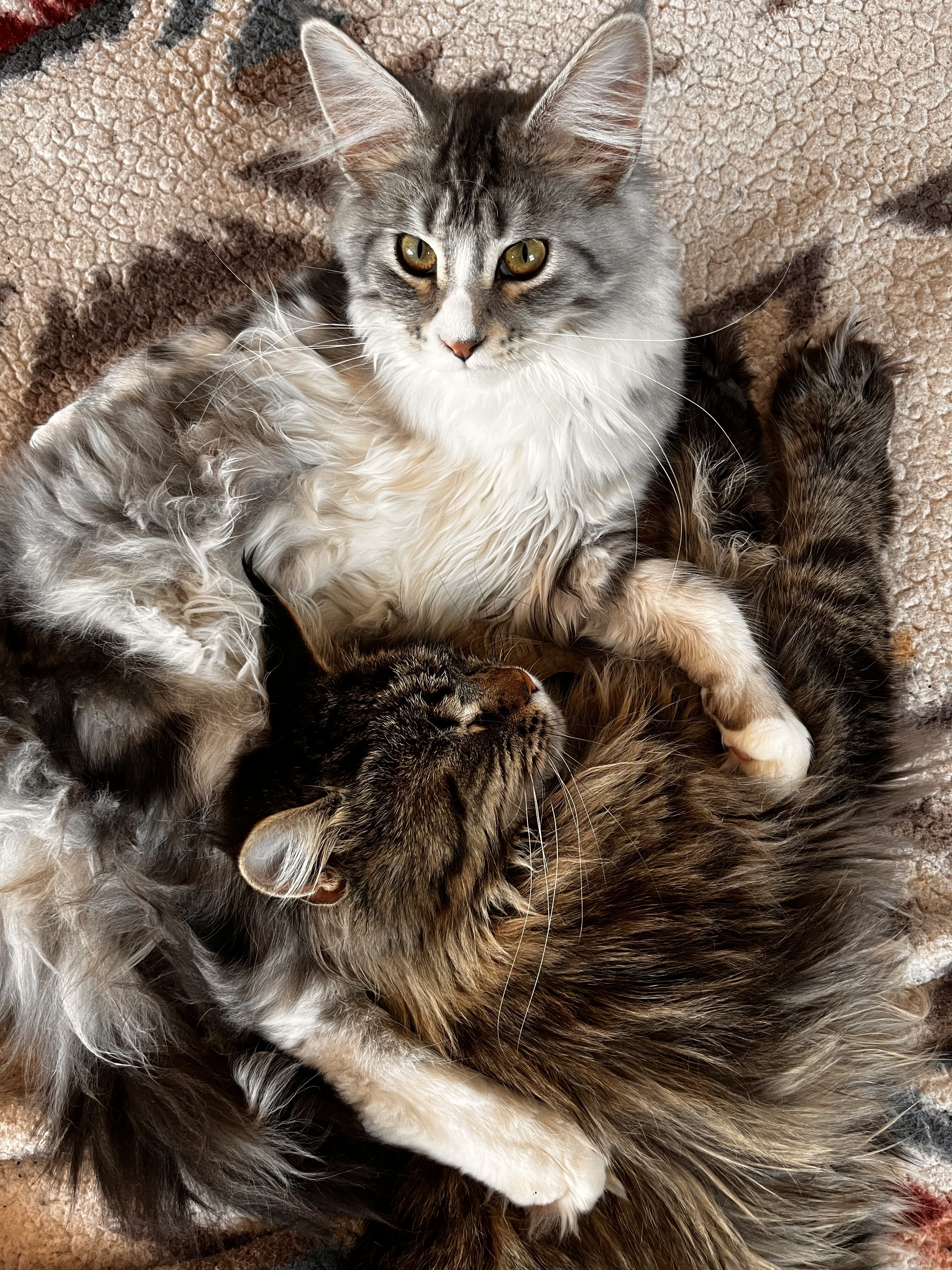 Maine coon female young cat image 2