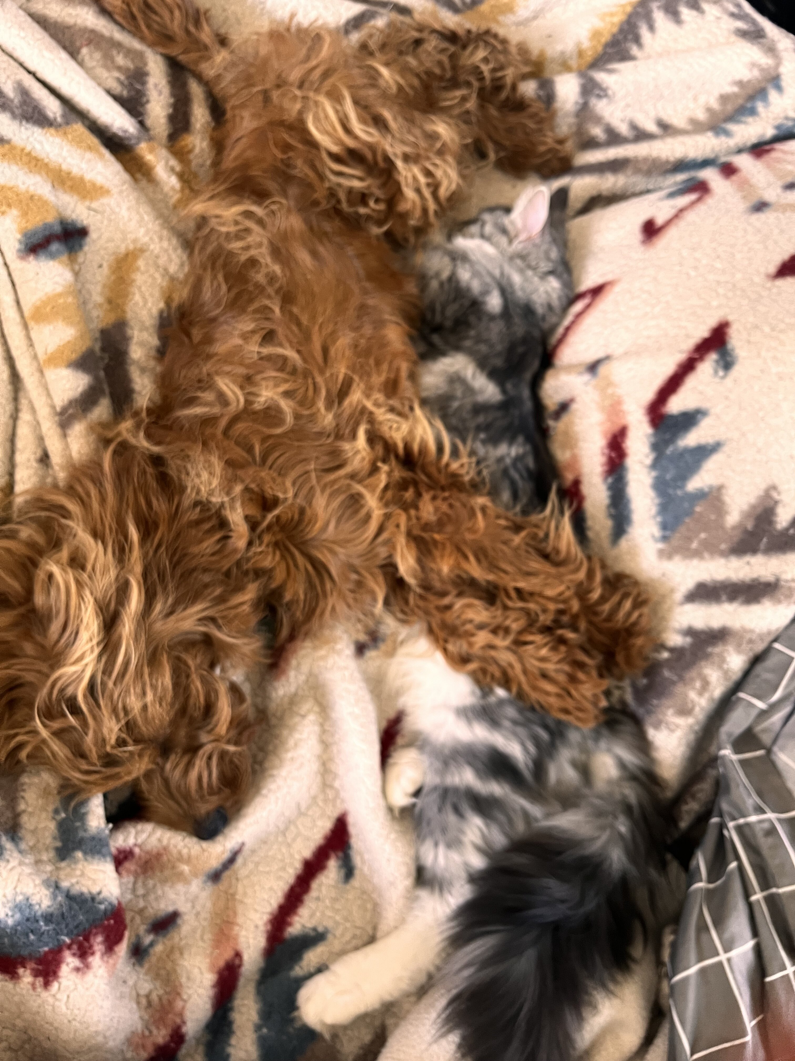Maine coon female young cat image 1