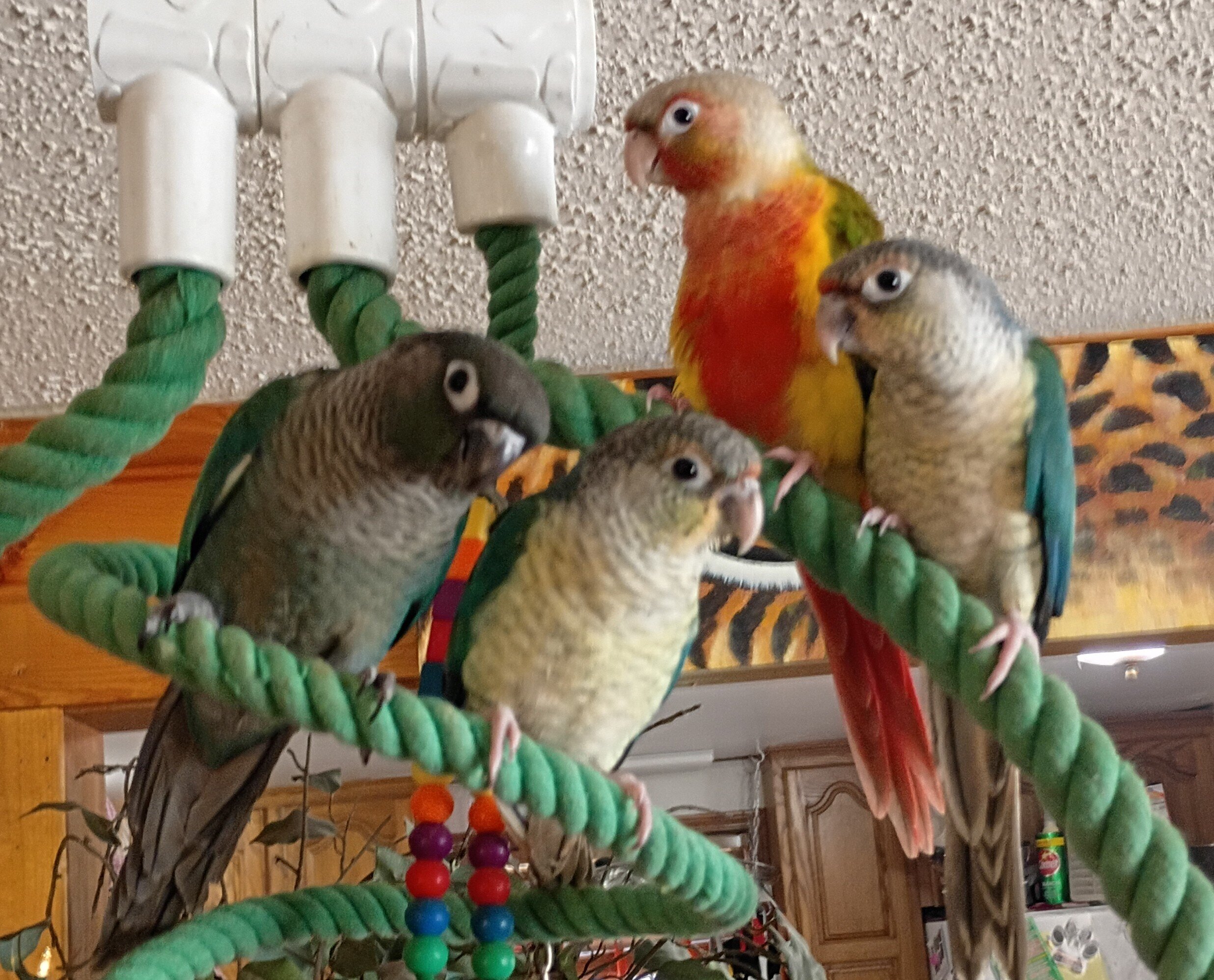 Green Cheek conures image 1