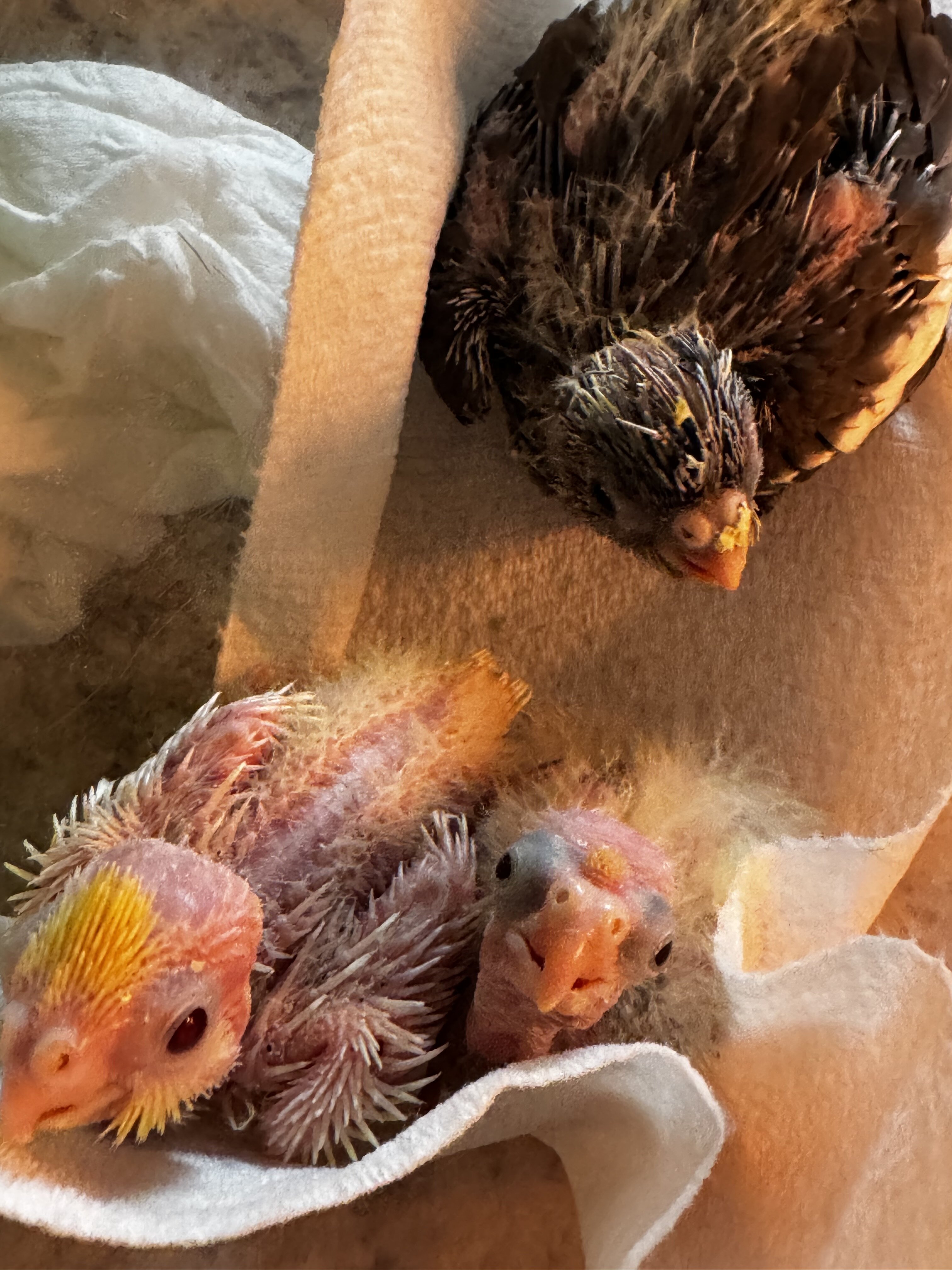 Baby Cockatiels image 2