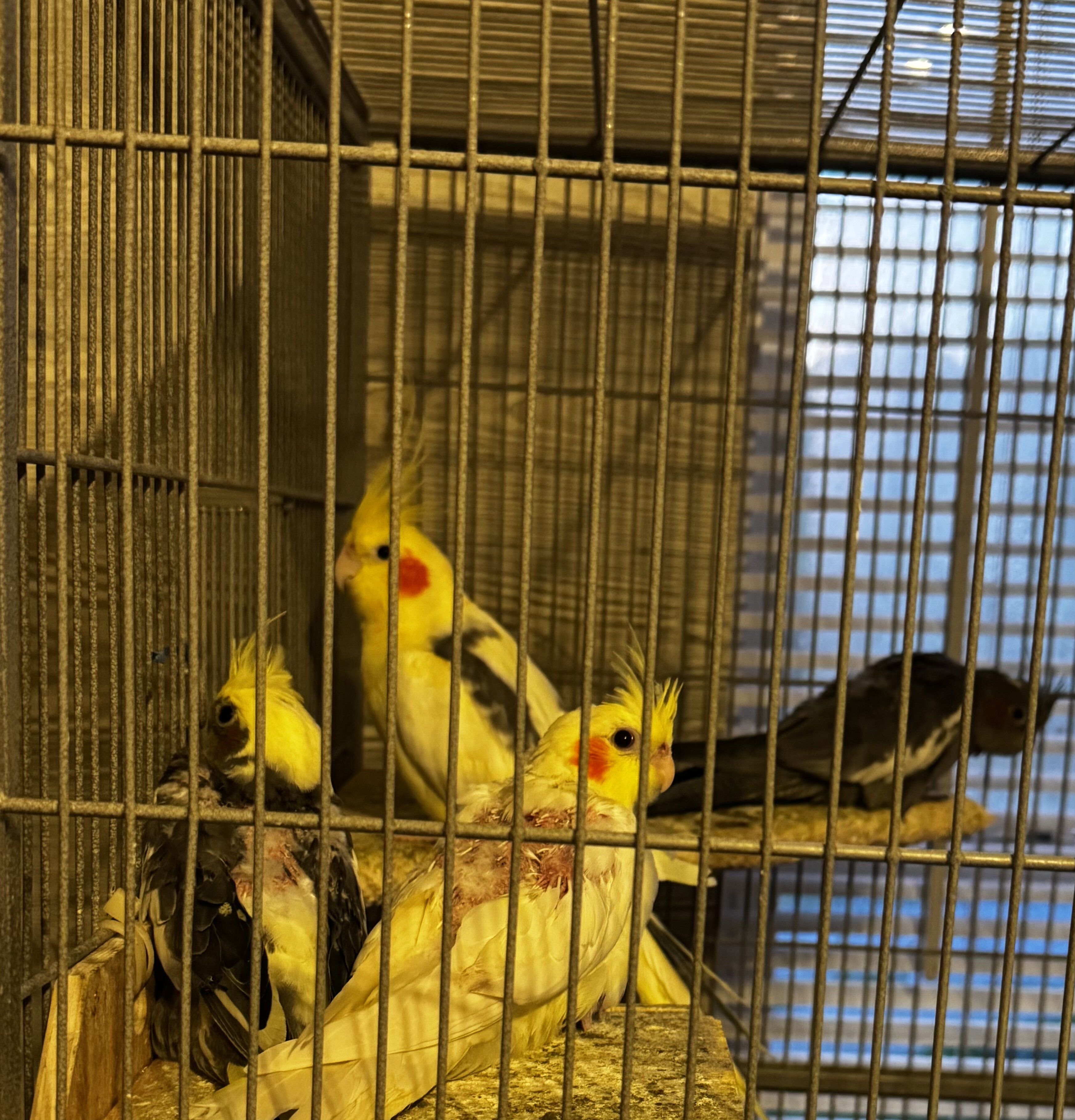 Baby Cockatiels image 1