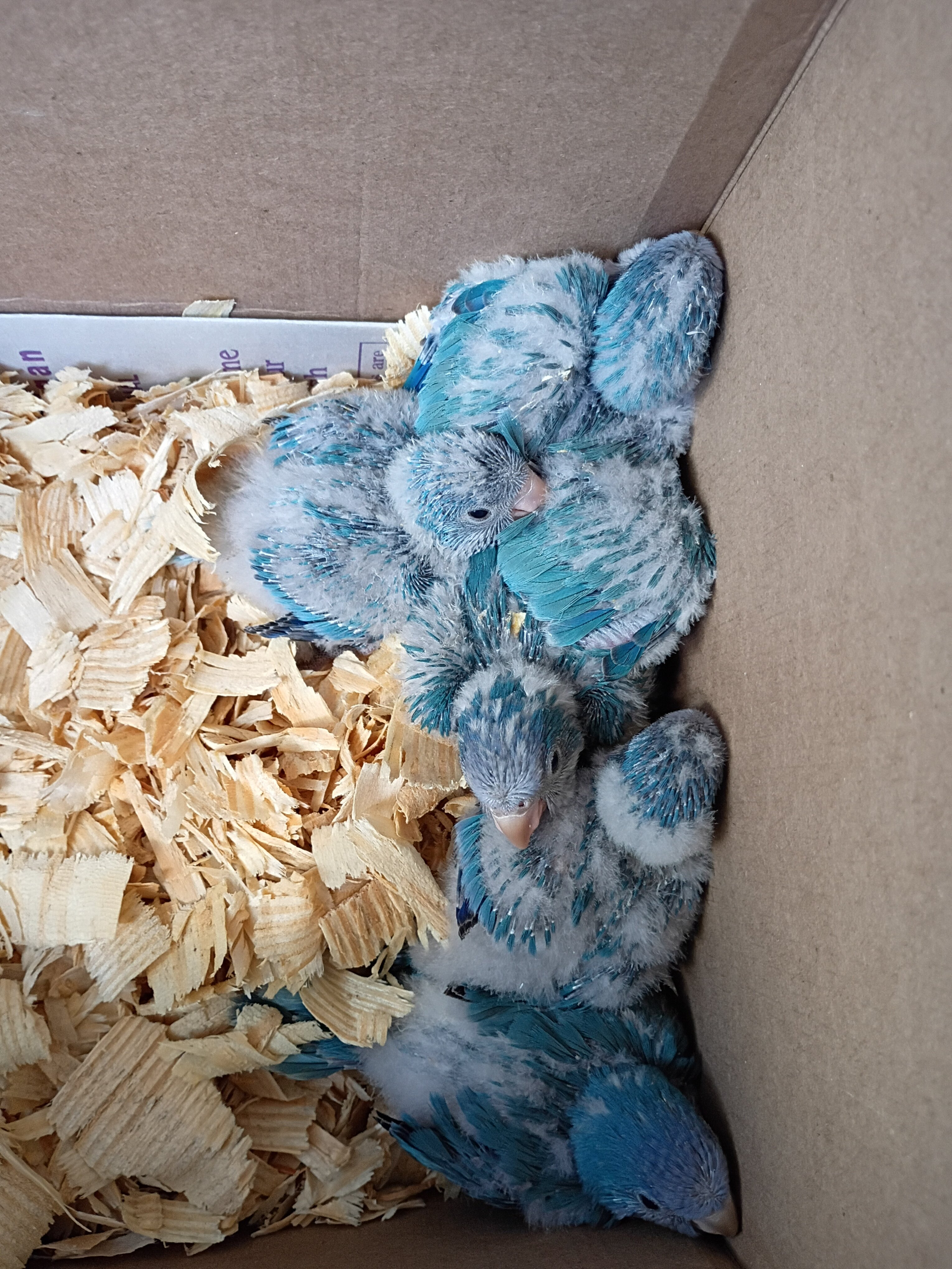 Baby Blue Quakers image 1