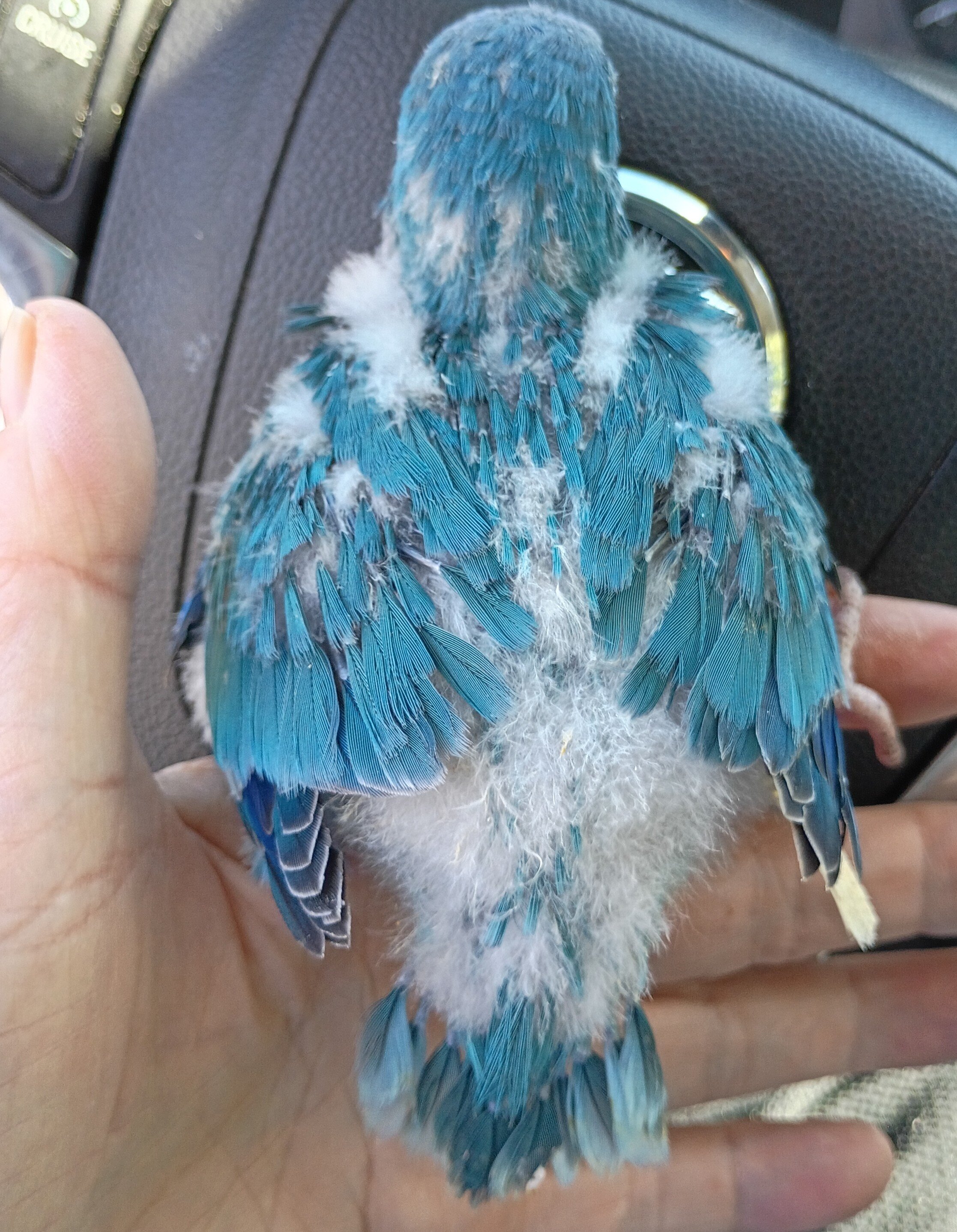 Baby Blue Quakers image 2