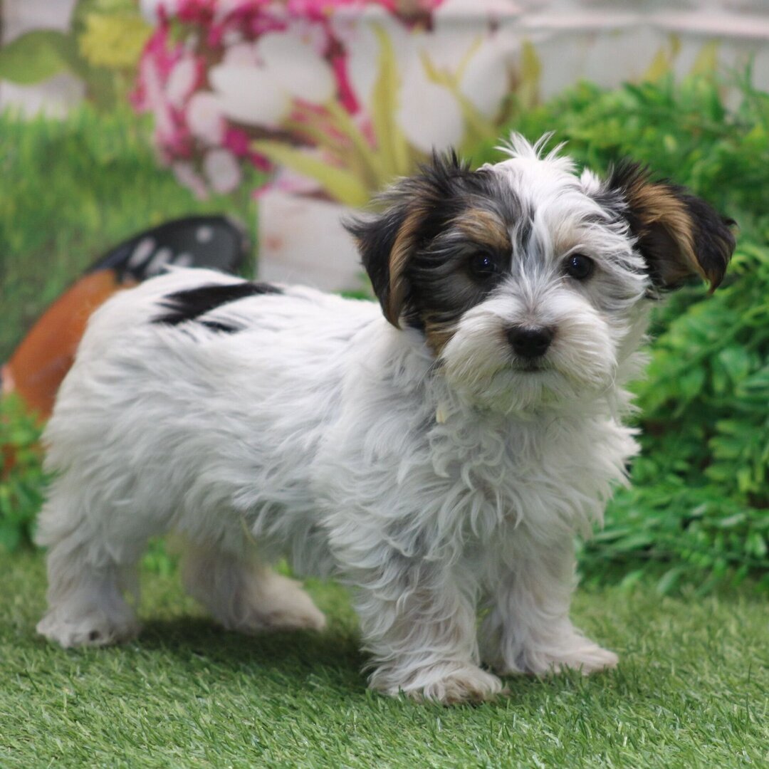 Hi, I'm Ian Yorkie Puppy image 2