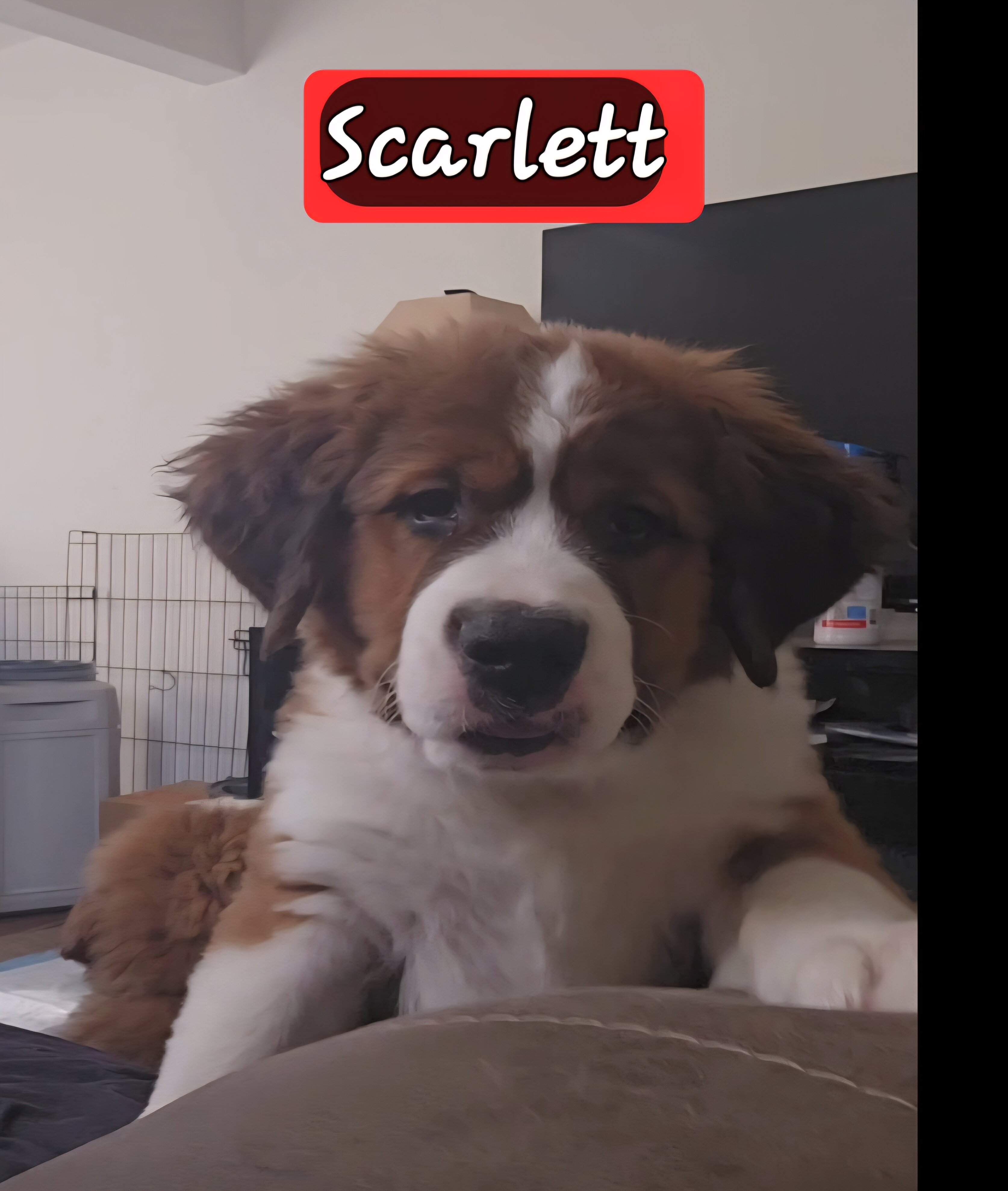 St. Bernese Puppies image 6