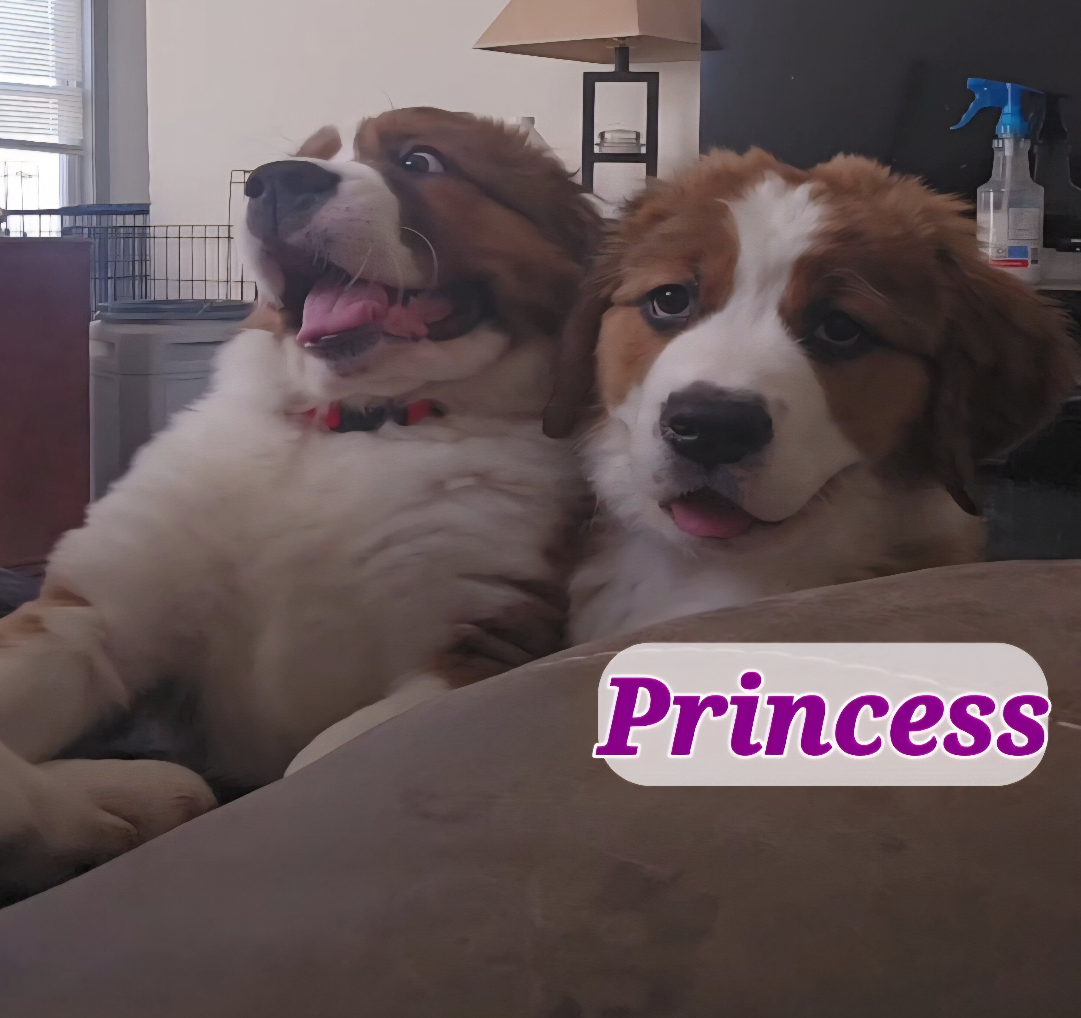 St. Bernese Puppies image 3