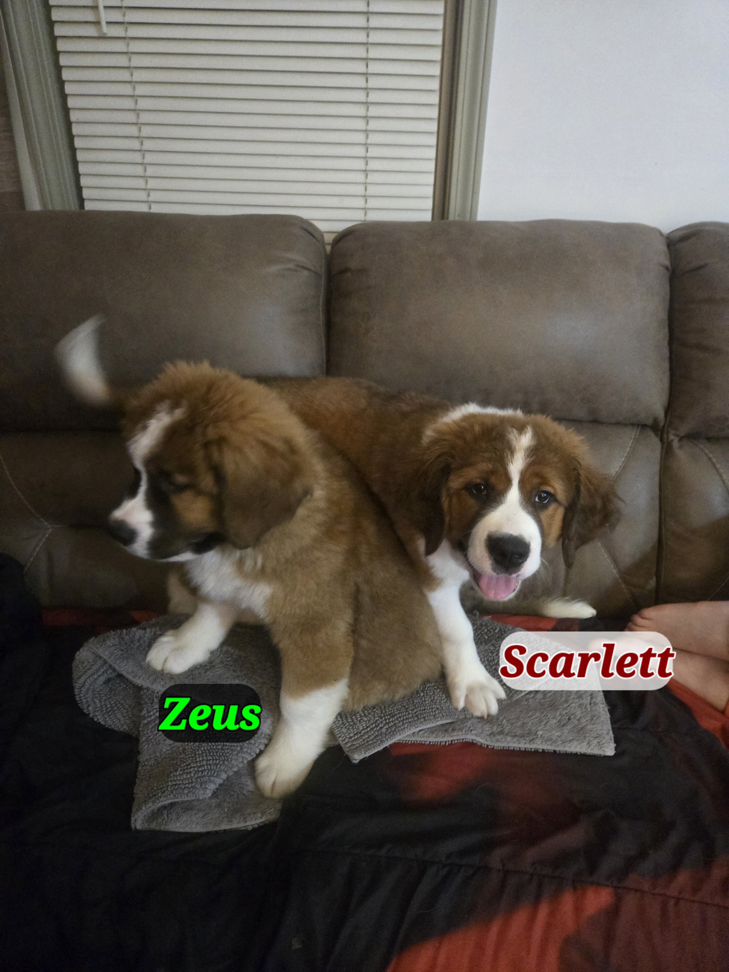 St. Bernese Puppies image 10