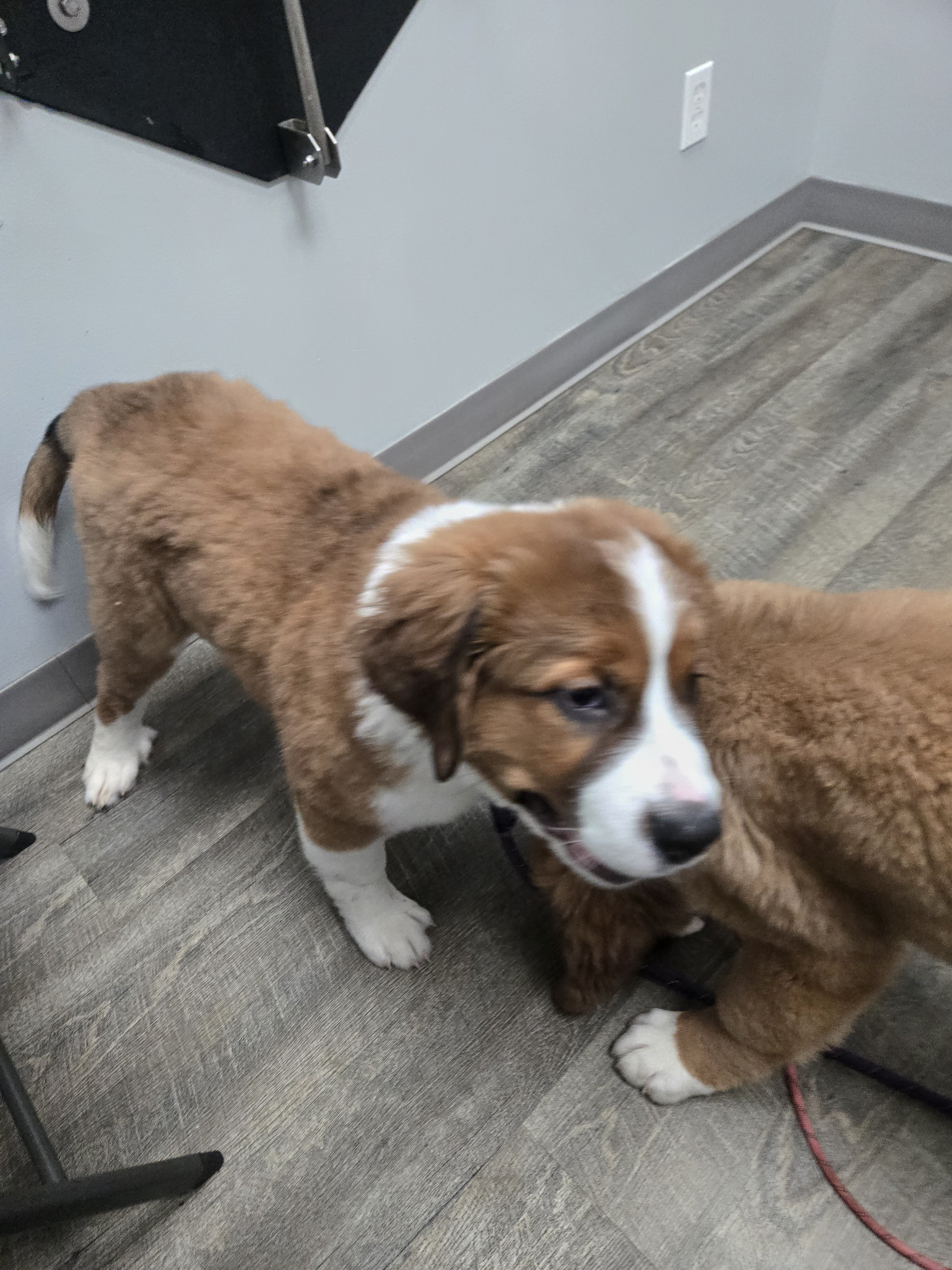 St. Bernese Puppies image 9