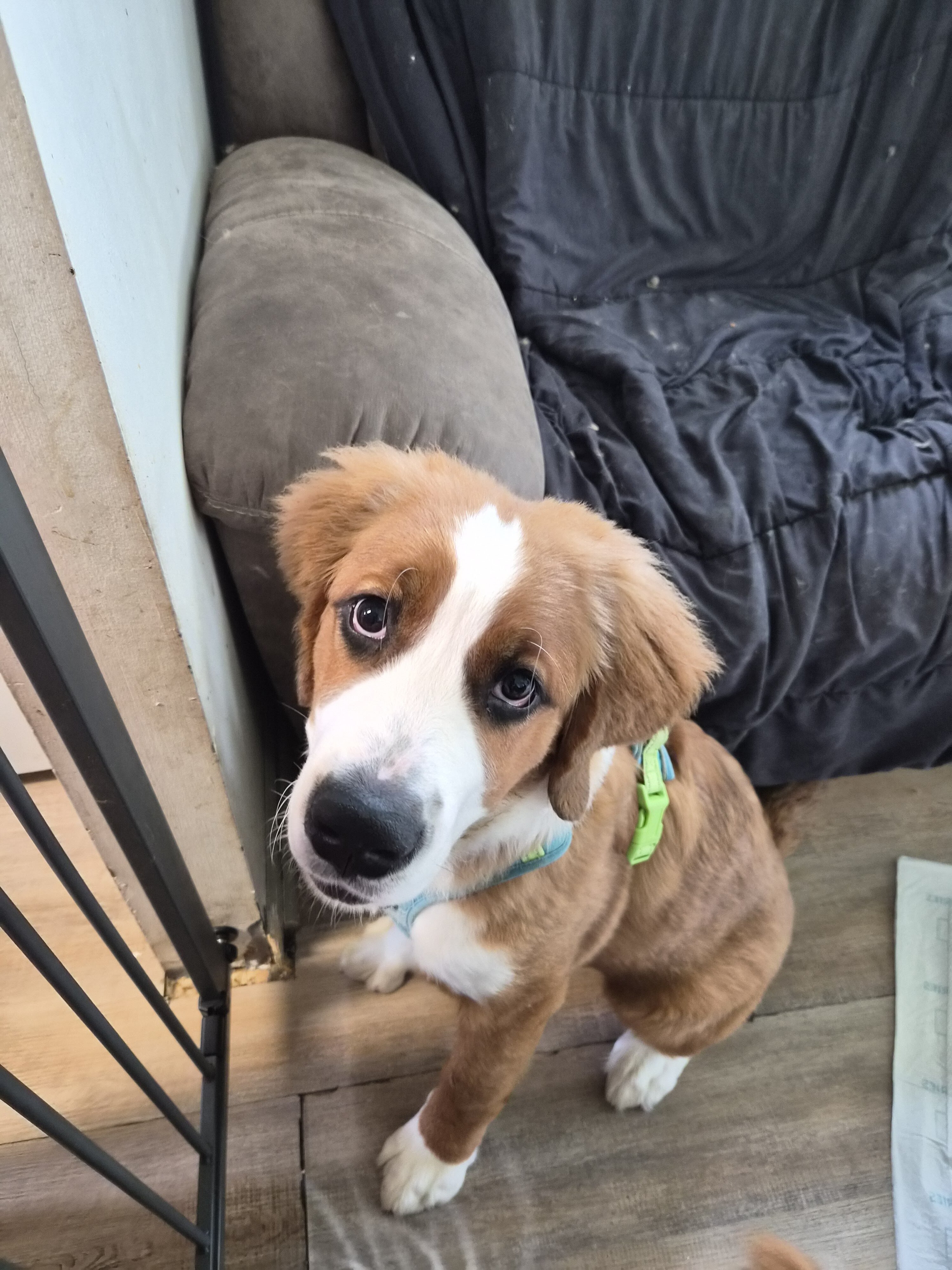 St. Bernese Puppies image 1