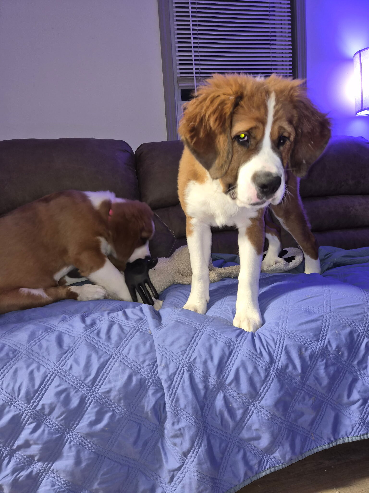 St. Bernese Puppies image 7